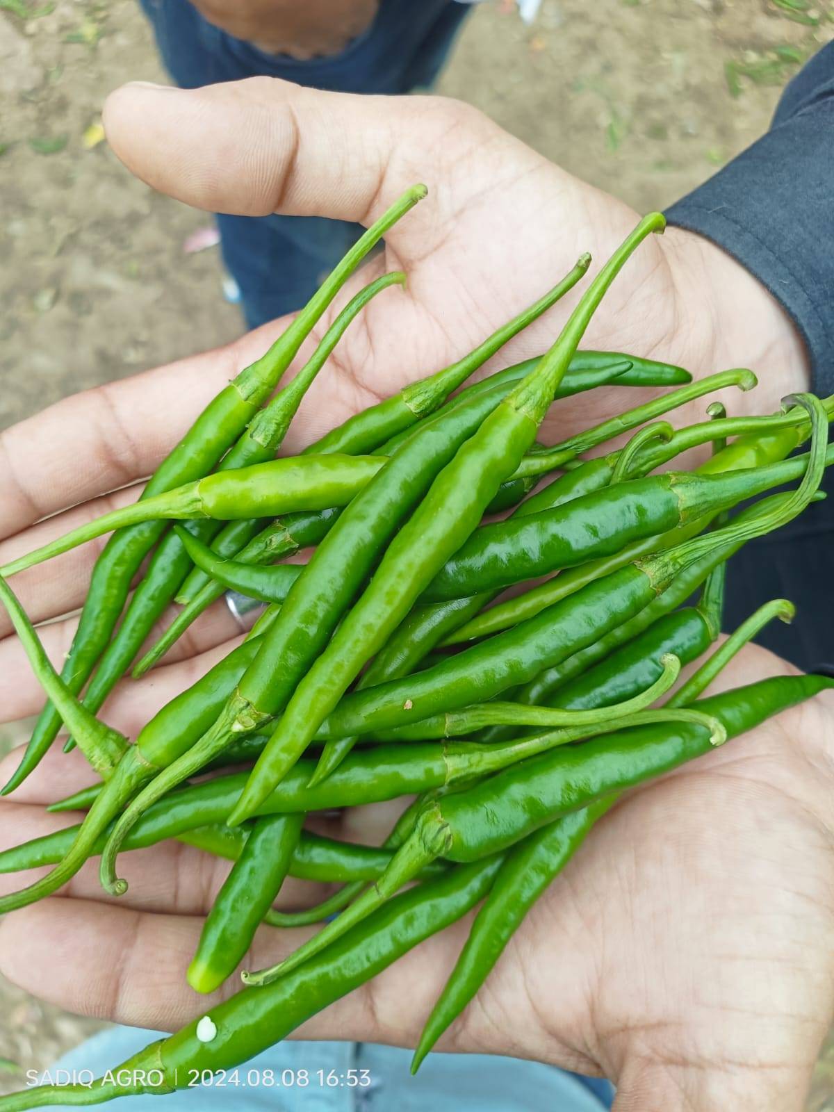 G4 Chilli विक्रीसाठी, नाशिक, महाराष्ट्र