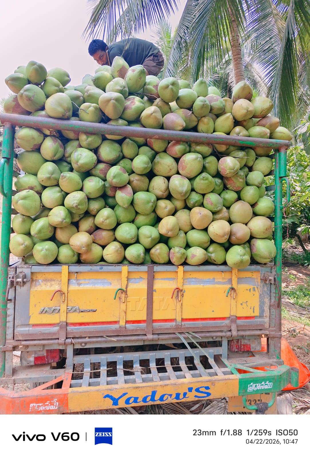 Green Tender Coconut for sale in Bulandshahr, Uttar Pradesh