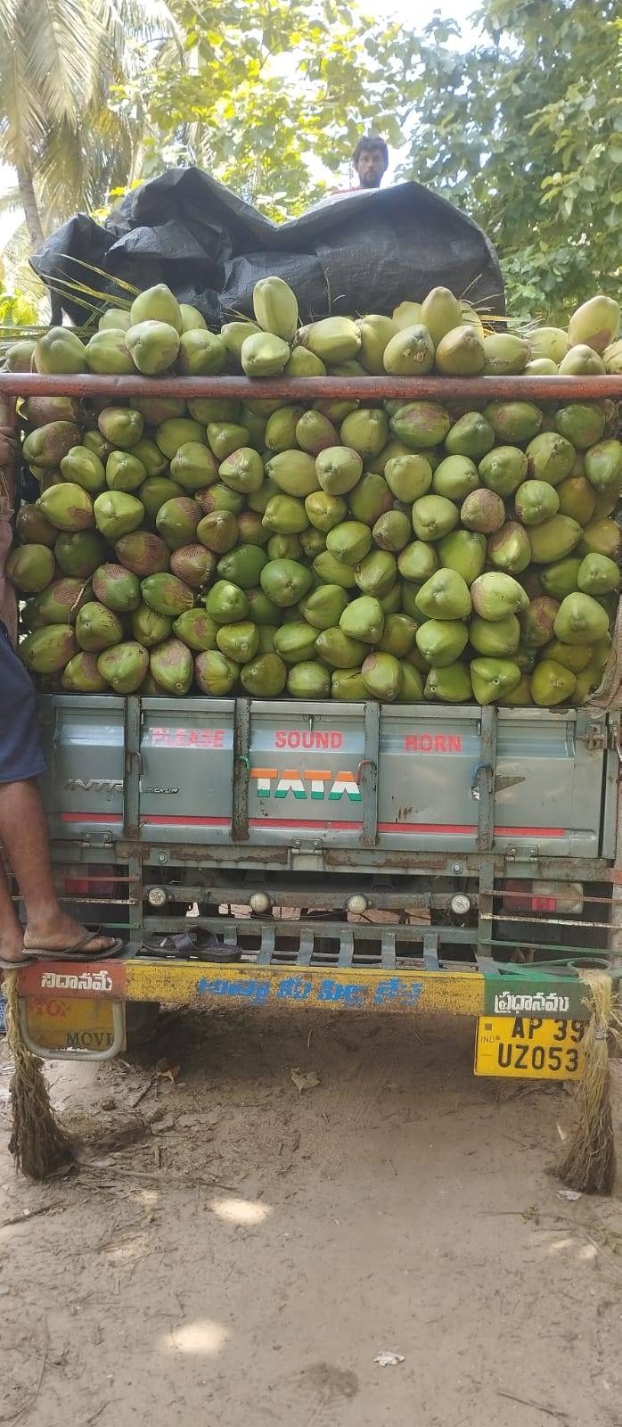 Green Tender Coconut for sale in Bulandshahr, Uttar Pradesh