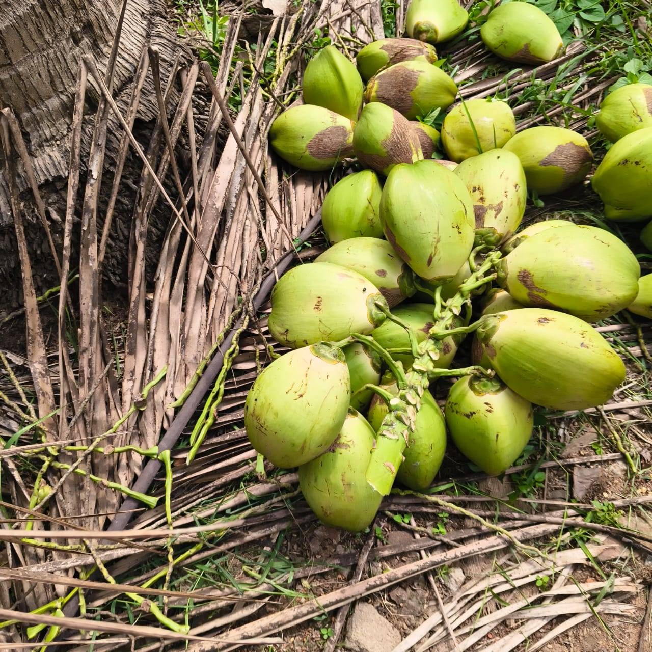 Green Tender Coconut for sale in Bulandshahr, Uttar Pradesh