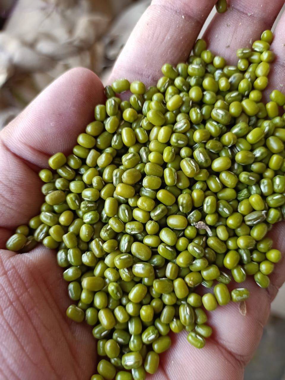 Green Gram (Moong) Pusa Vishal