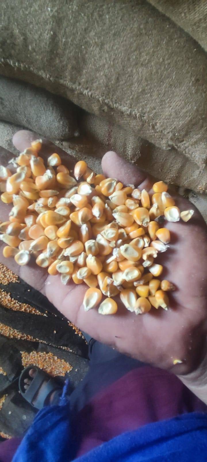 Maize (Corn) Dent Corn