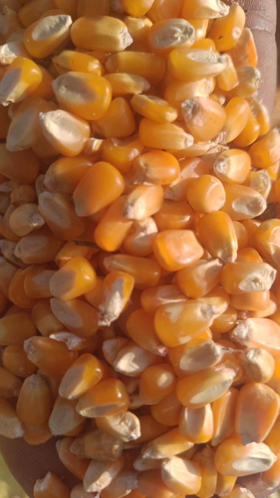 Dent Corn for sale in Bhavnagar, Gujarat