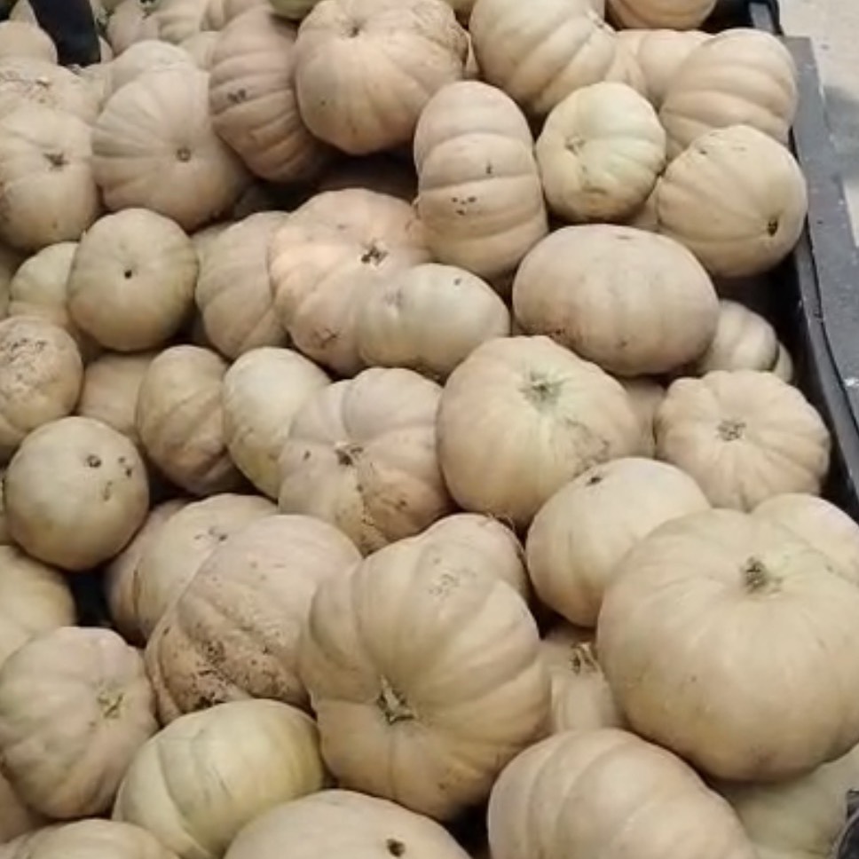 Pumpkin White Pumpkin