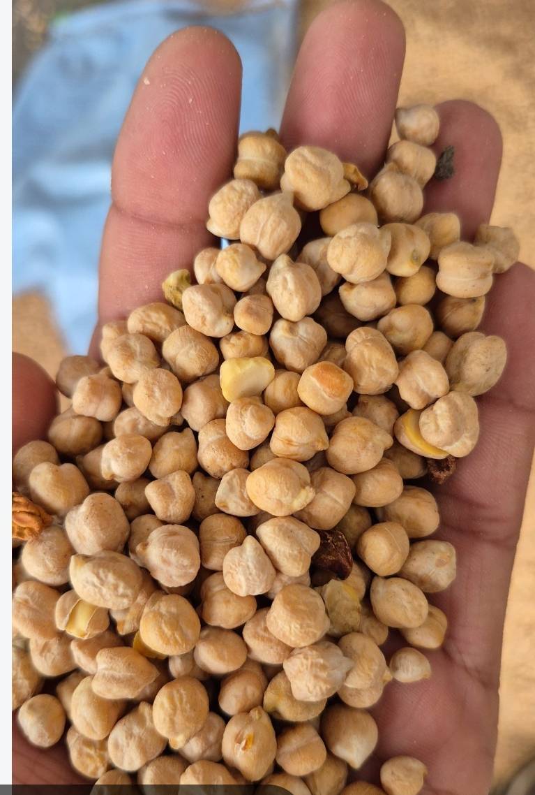 Chickpeas (Chana) Kabuli Chickpeas