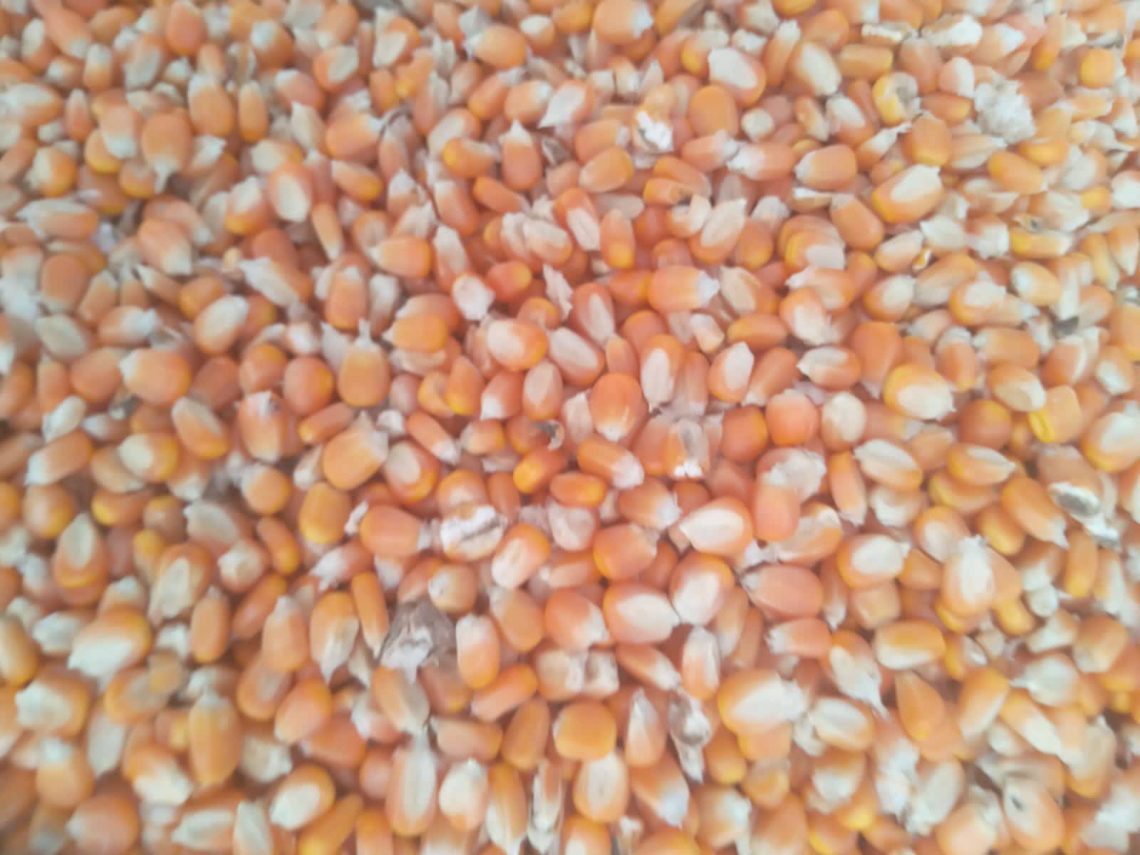 Maize (Corn) Dent Corn