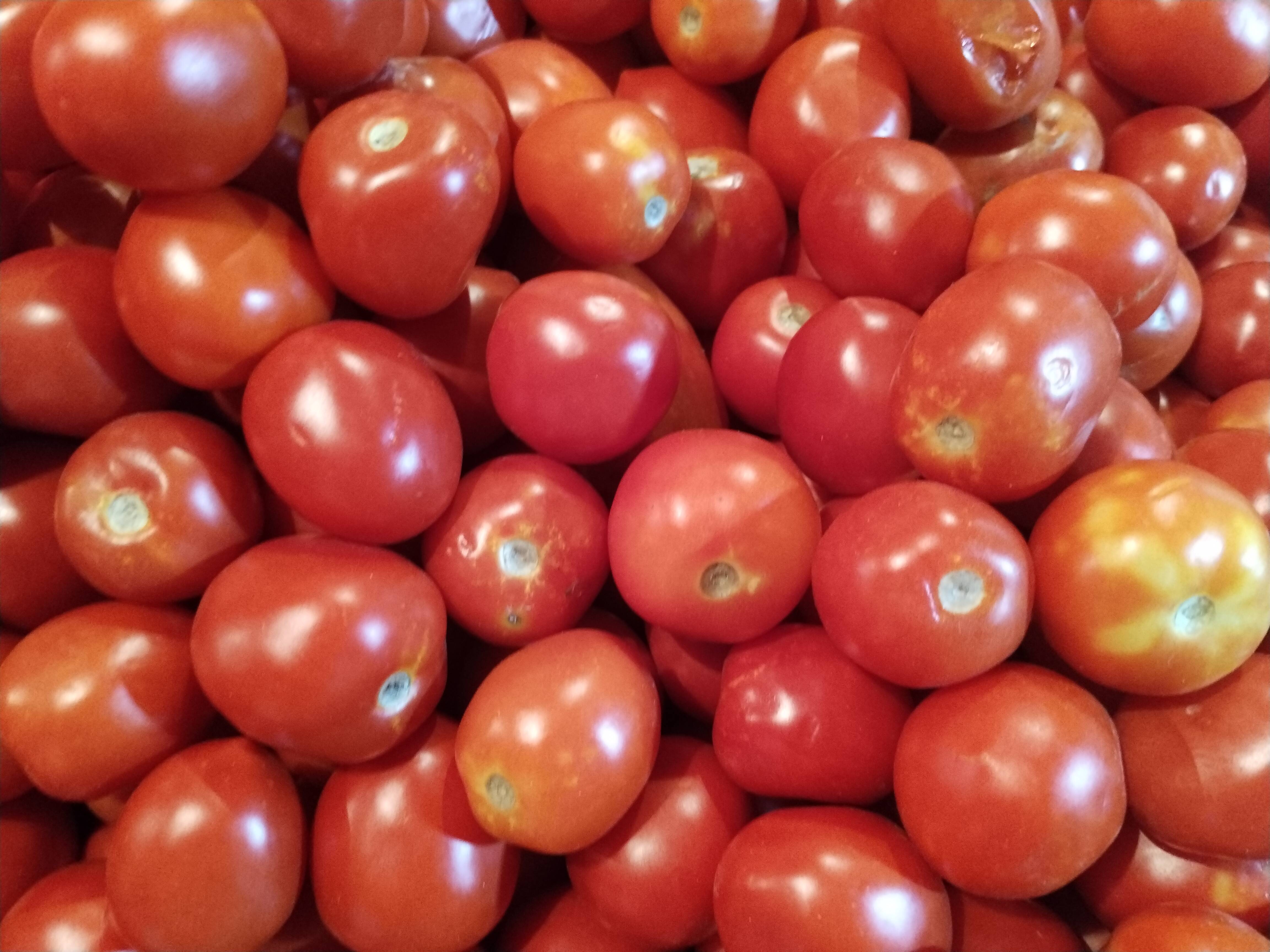 Tomato Vaishali Tomato