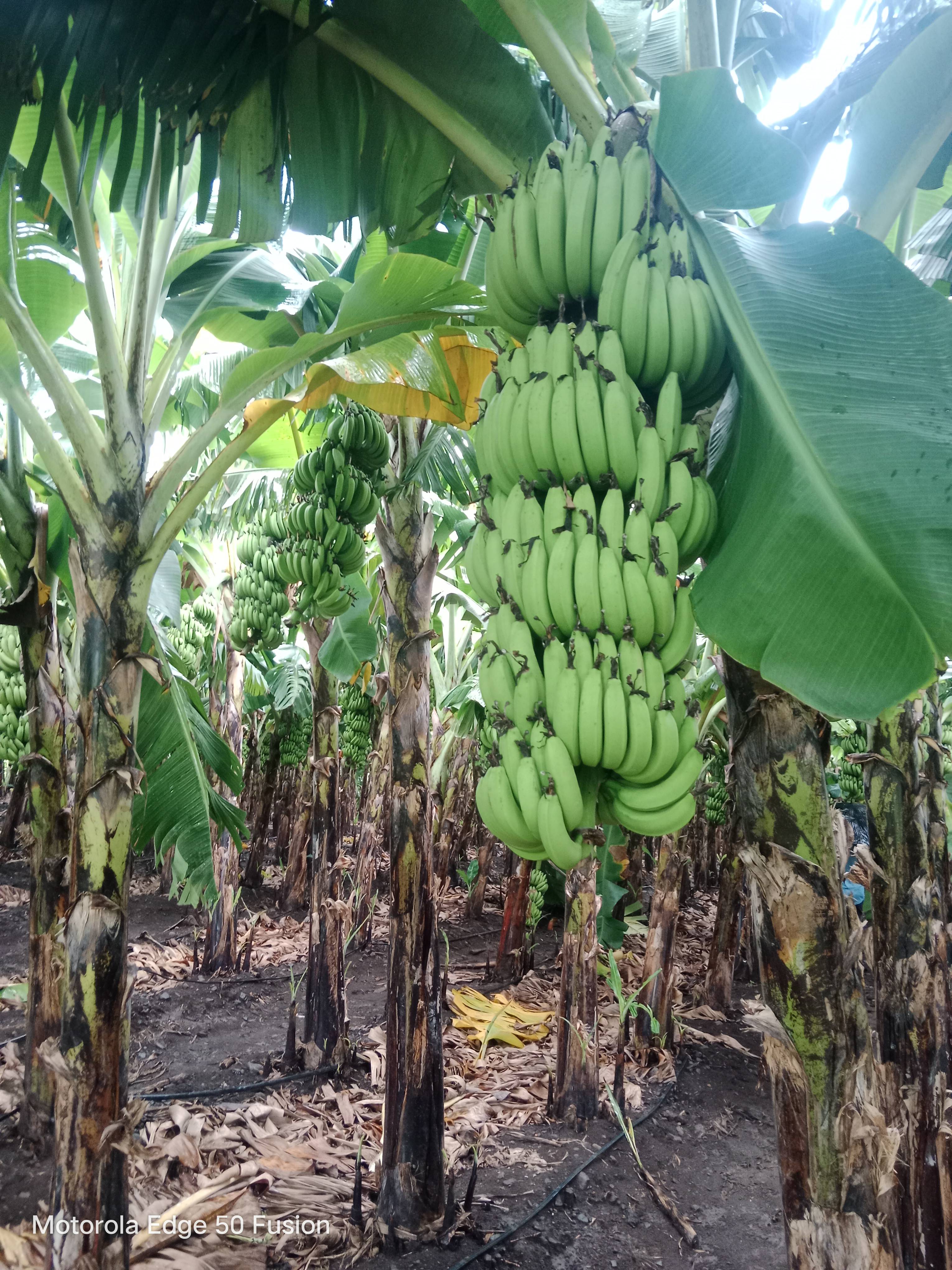 केळी Cavendish Banana