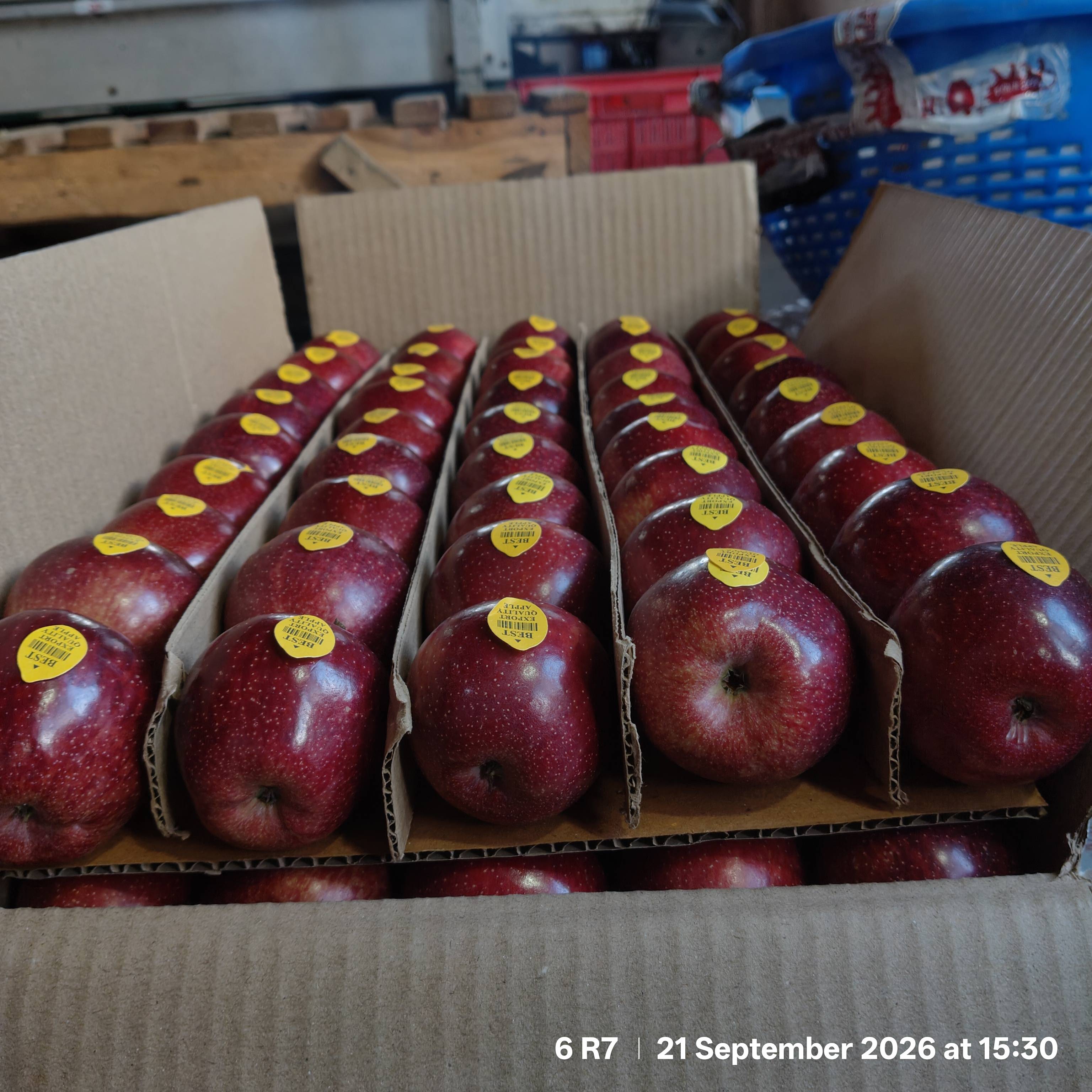 Red Delicious for sale in Shimla, Himachal Pradesh