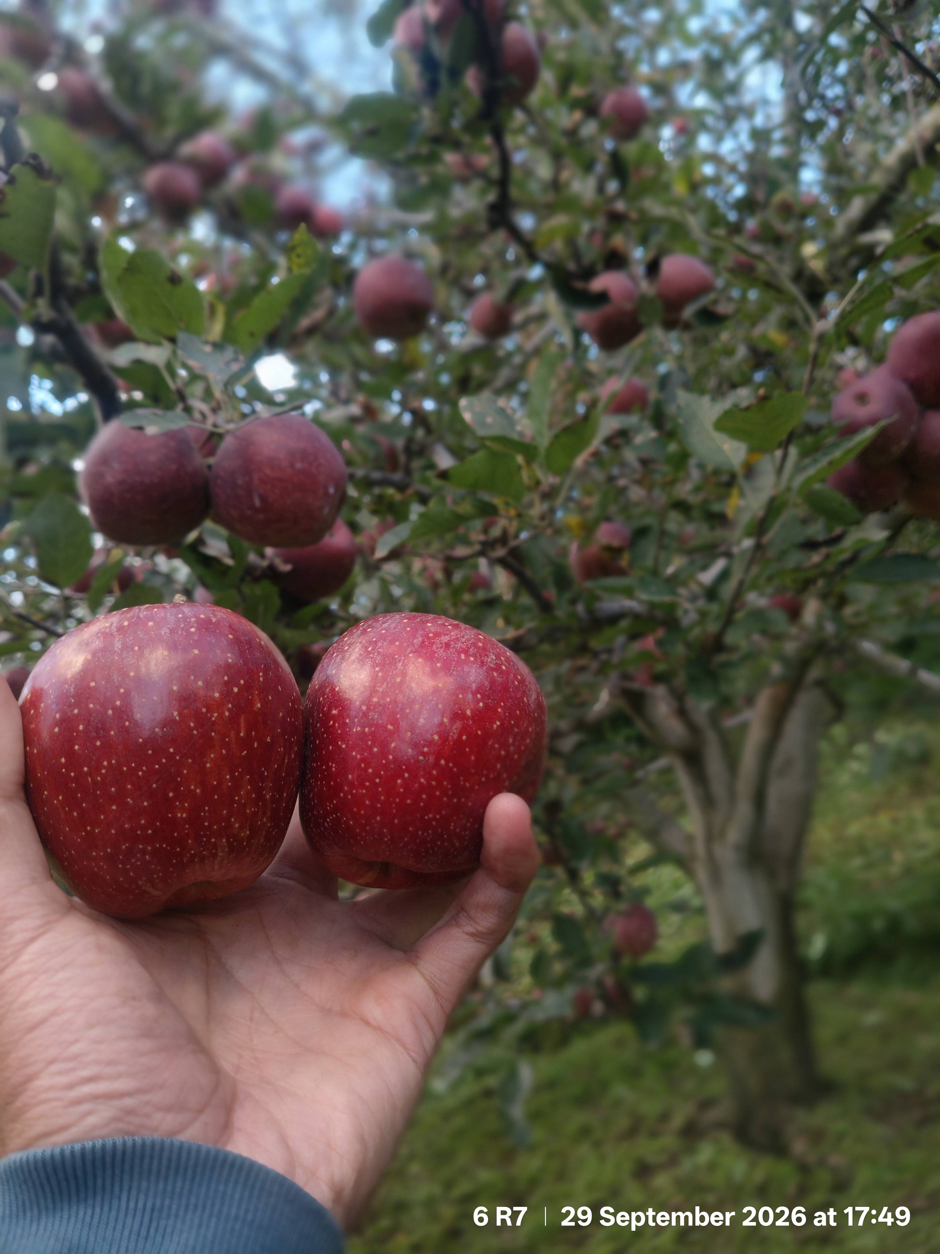 Red Delicious for sale in Shimla, Himachal Pradesh