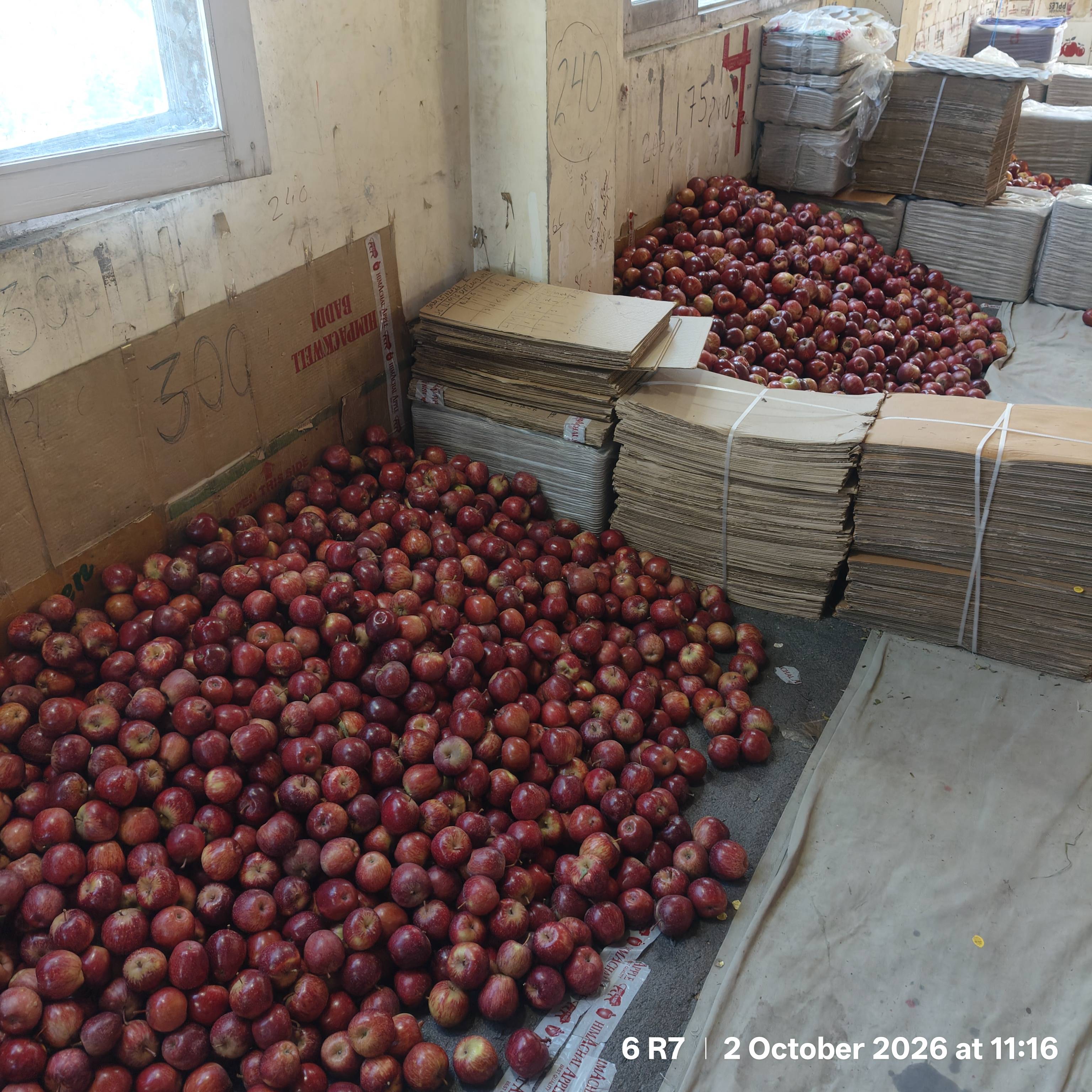 Red Delicious for sale in Shimla, Himachal Pradesh