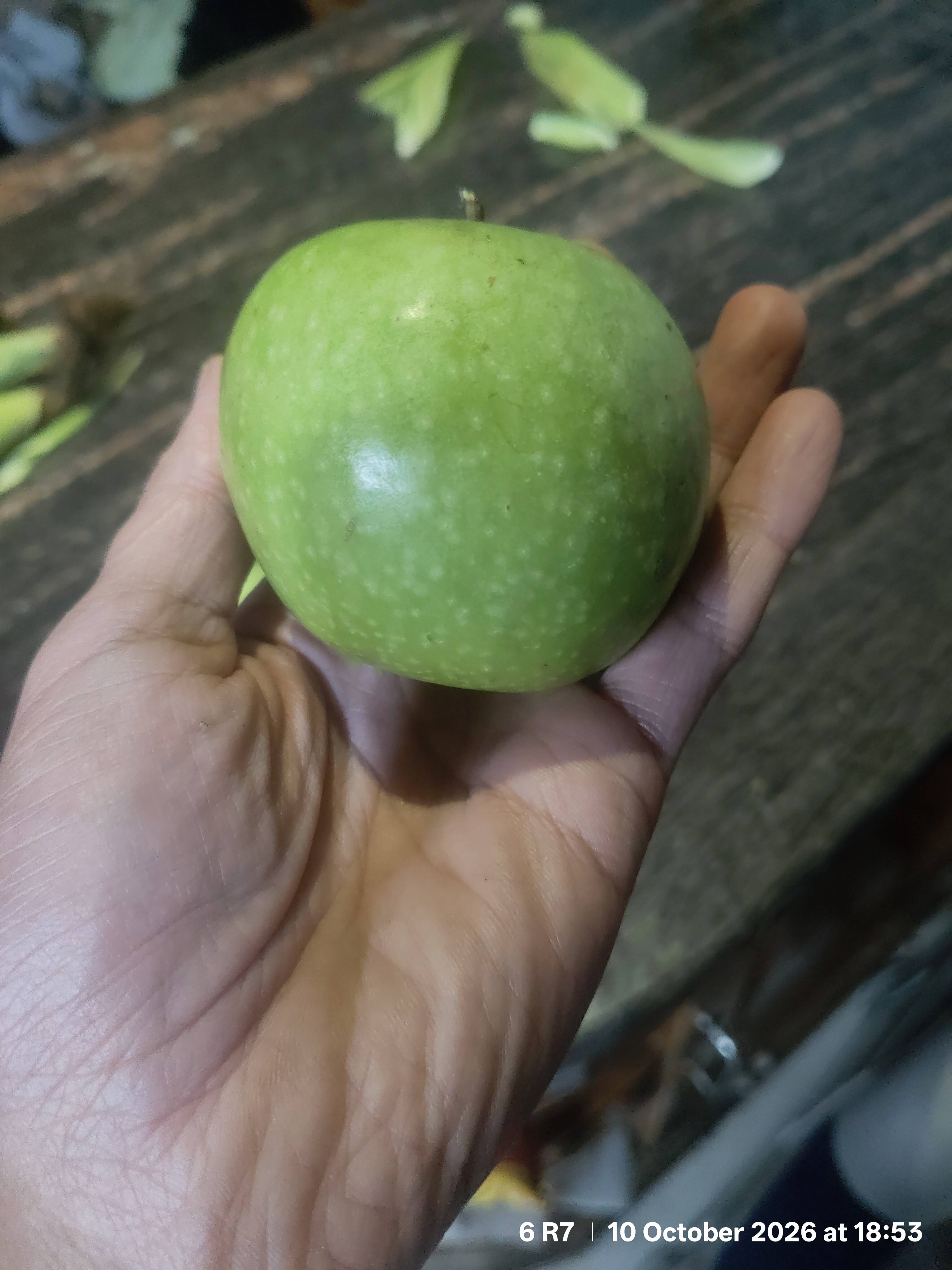 Granny Smith Apple for sale in Shimla, Himachal Pradesh