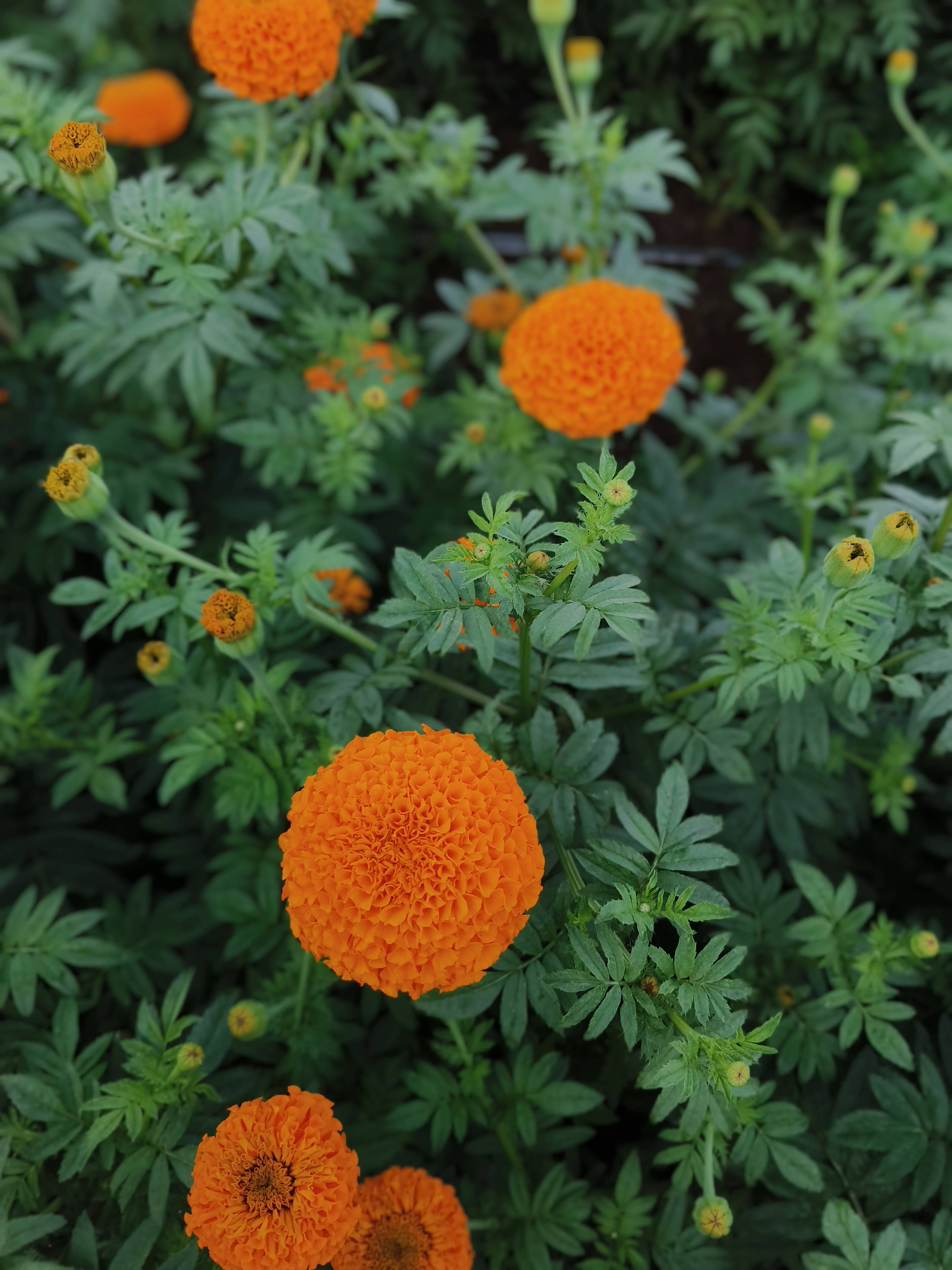 Marigold Yellow Marigold
