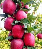 Apple Kashmir Apple