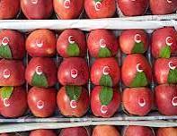 Kashmir Apple for sale in Poonch, Jammu and Kashmir