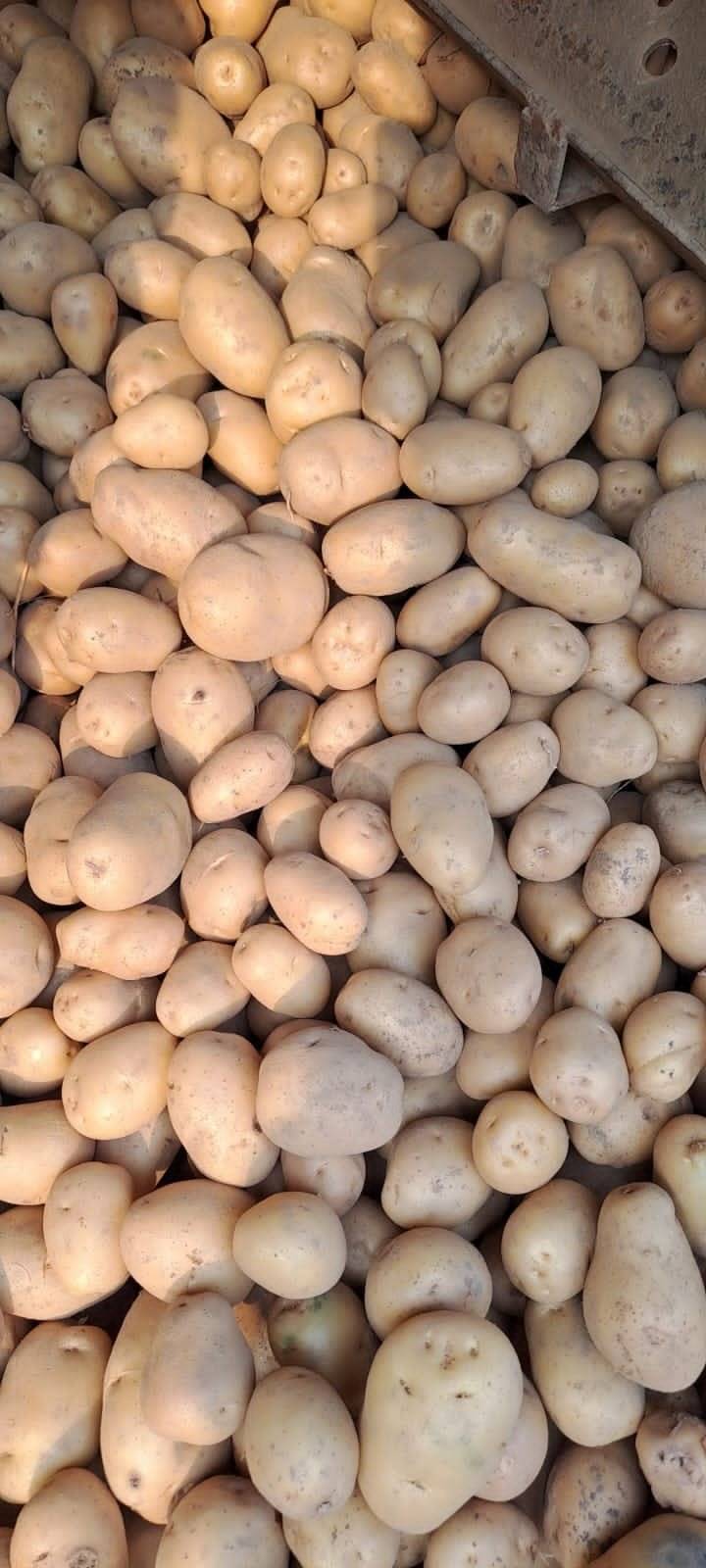 Potato Kufri Pukhraj