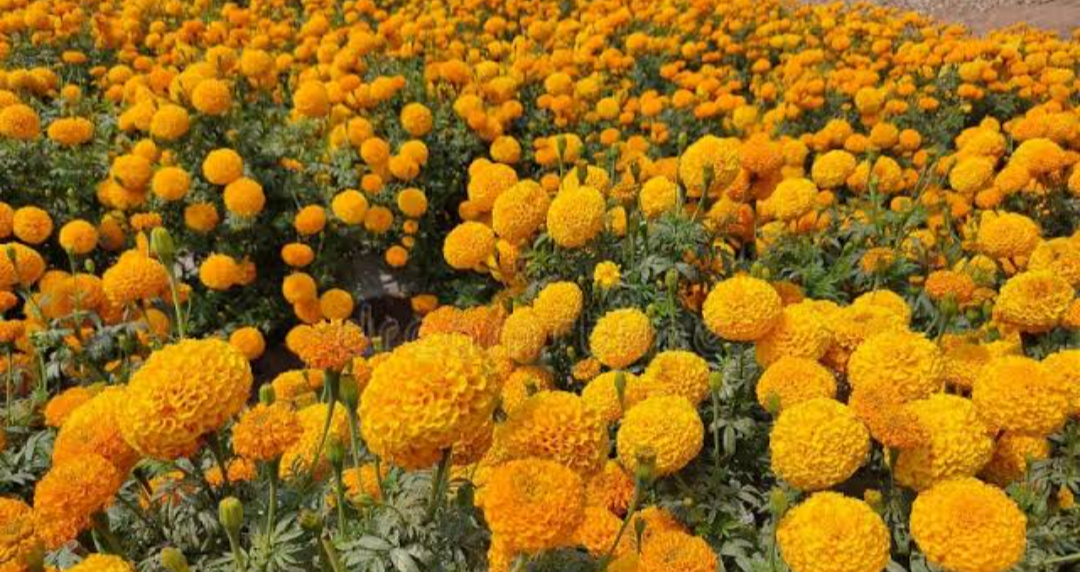 Orange Marigold for sale in Nashik, Maharashtra