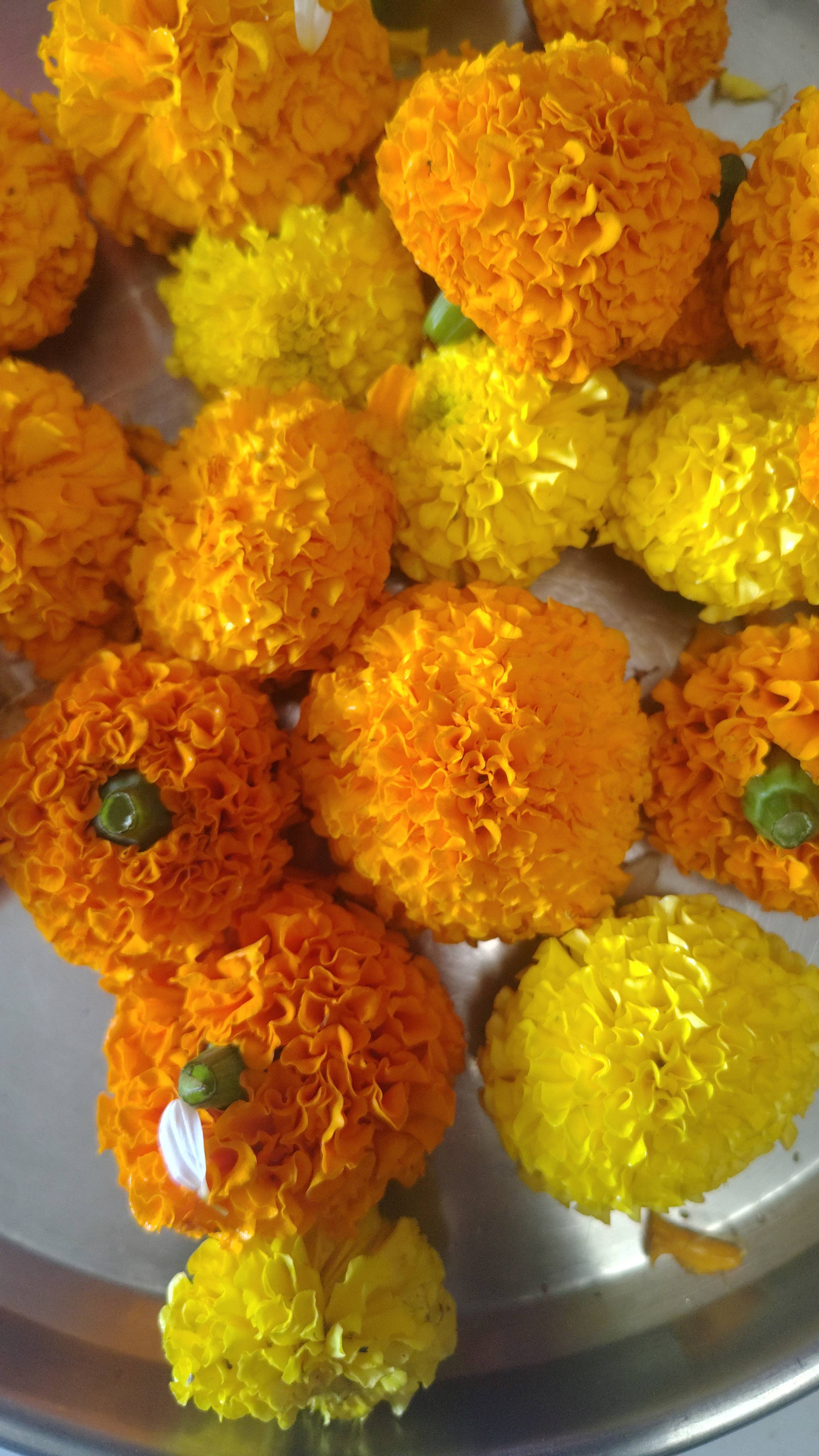 Marigold Orange Marigold