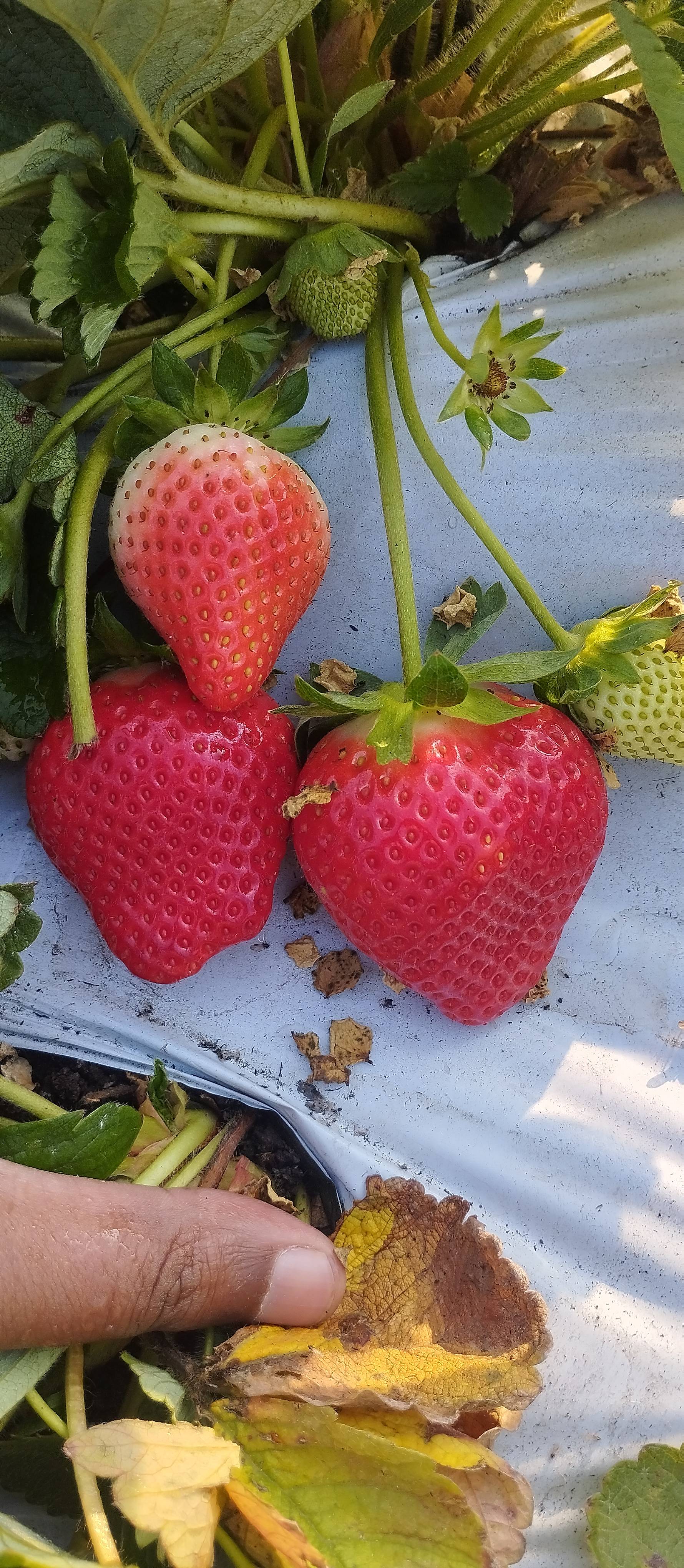 Strawberry Sweet Sensation