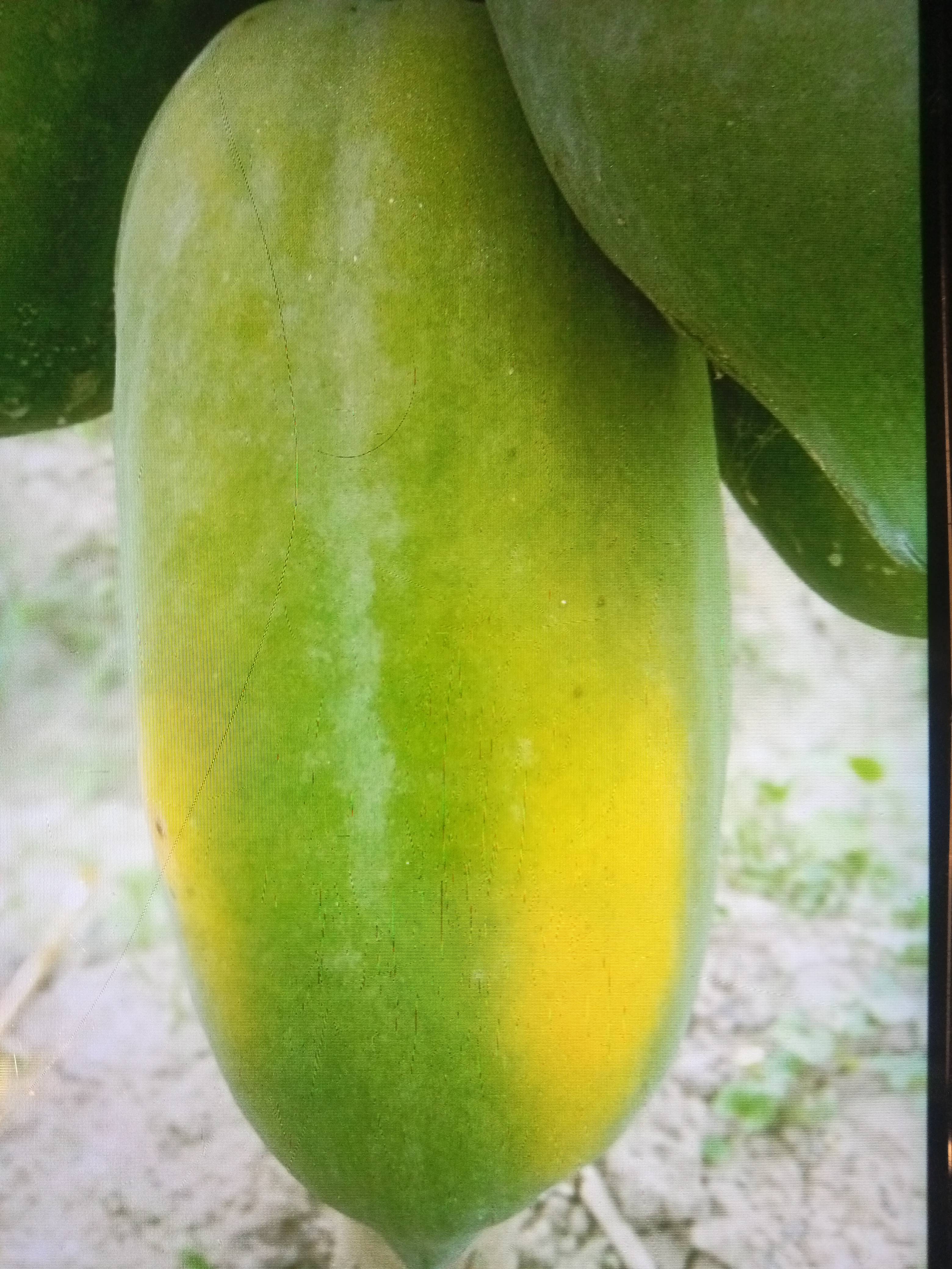 Papaya Red Lady