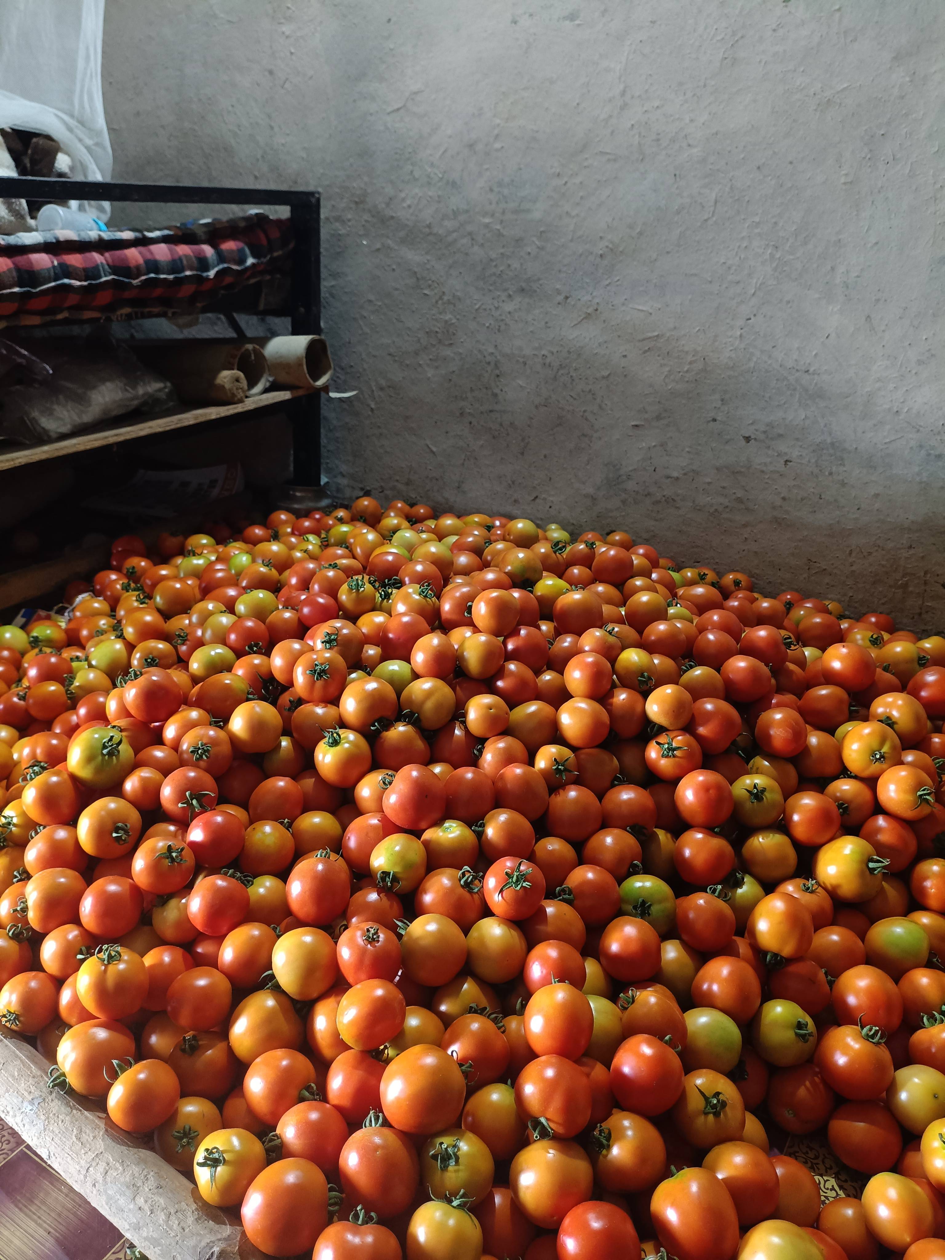 Tomato Saaho Tomato