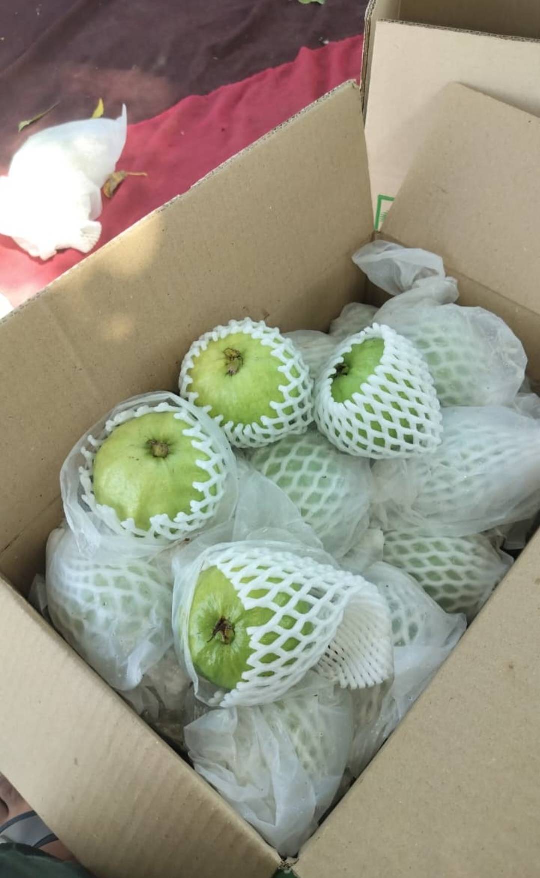 Guava Taiwan Pink