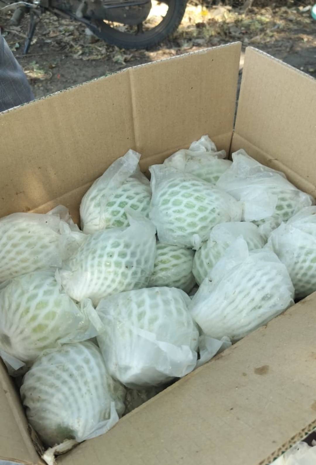 Taiwan Pink for sale in Dhar, Madhya Pradesh