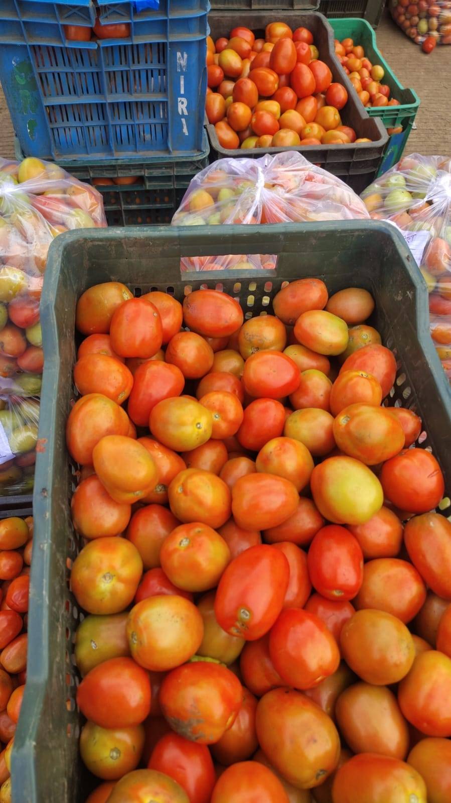 Atharva Tomato for sale in Dhar, Madhya Pradesh