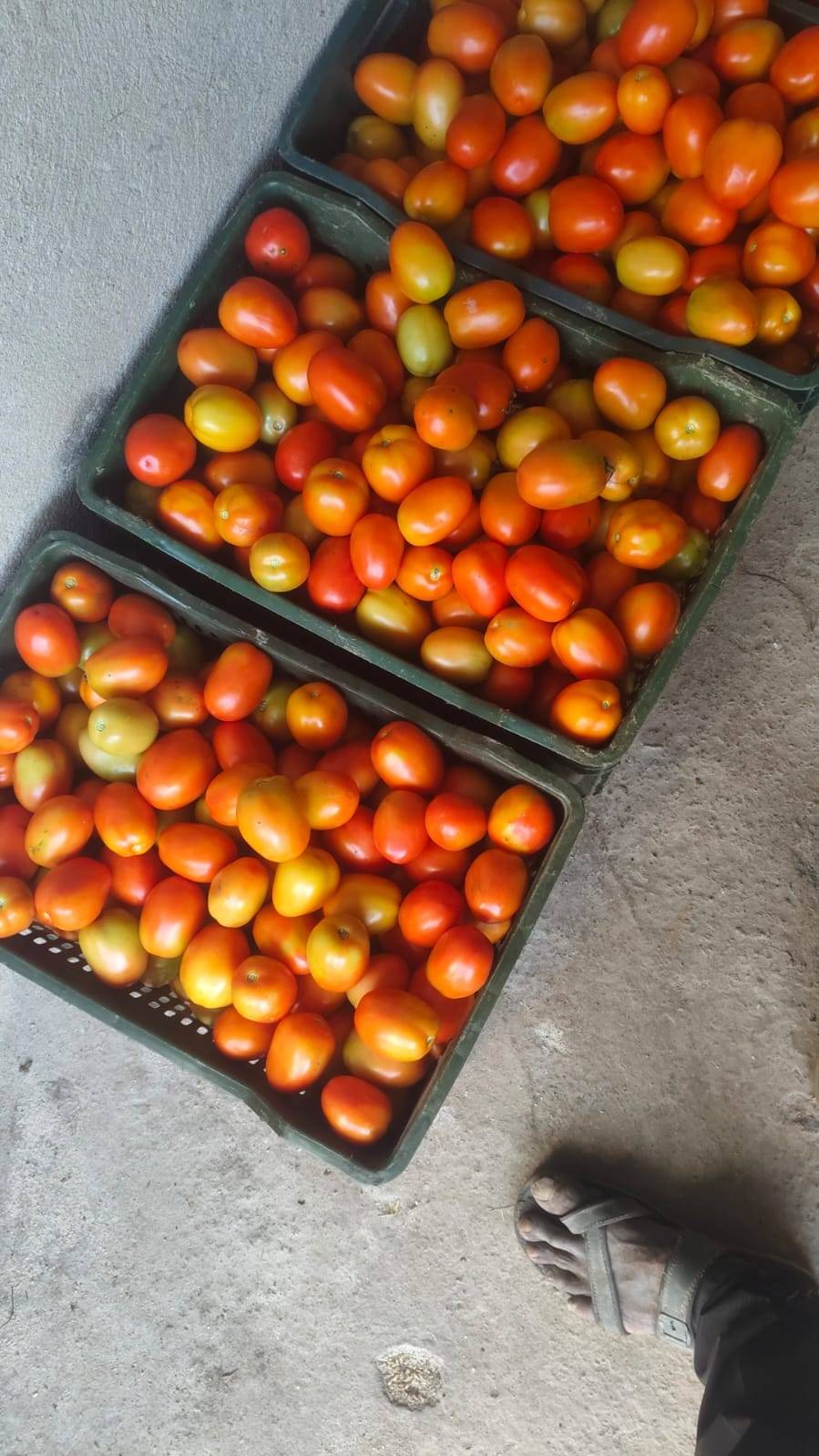 Atharva Tomato for sale in Dhar, Madhya Pradesh