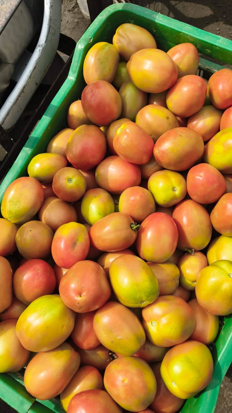 Tomato Atharva Tomato
