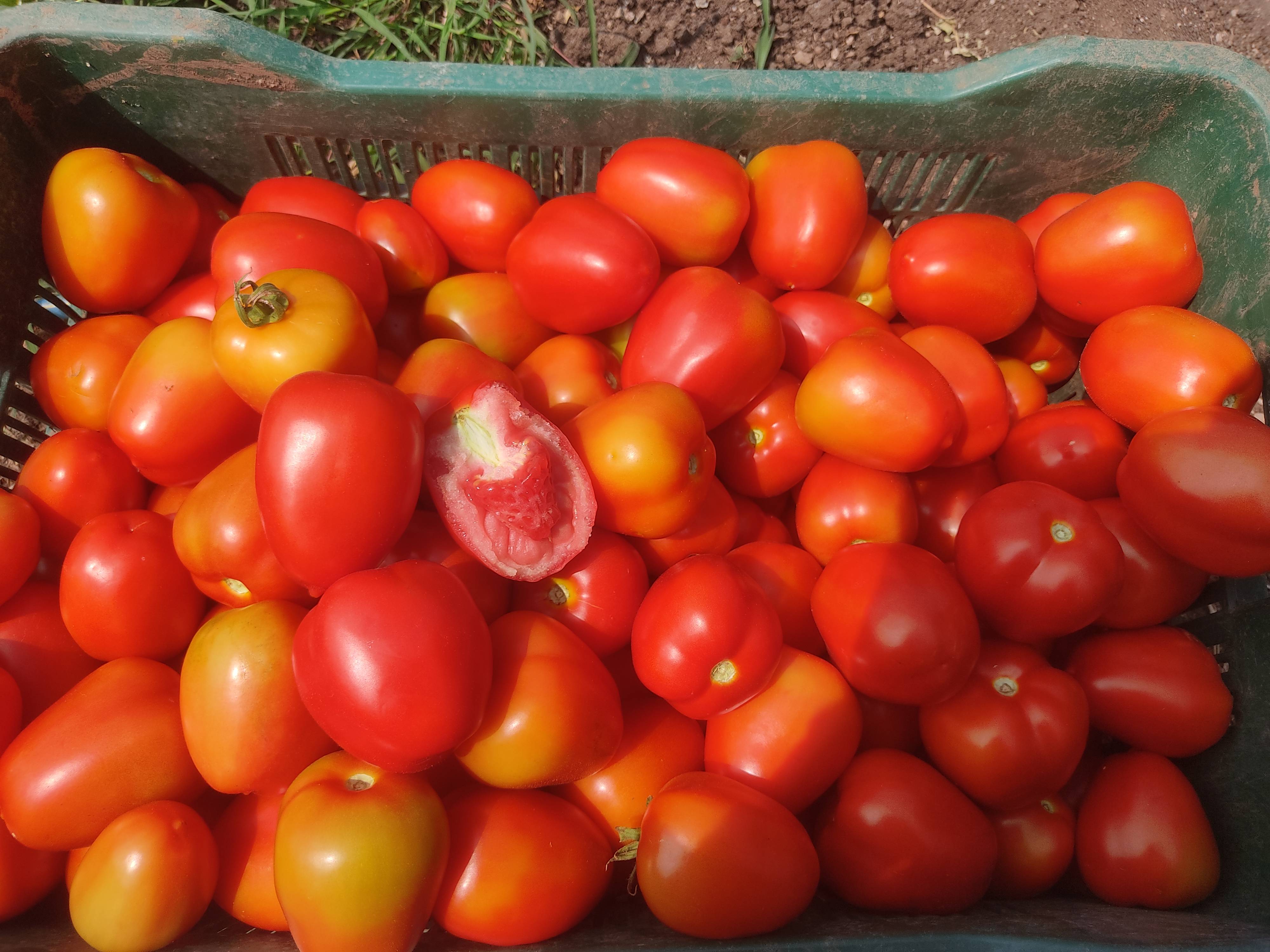 Tomato Atharva Tomato