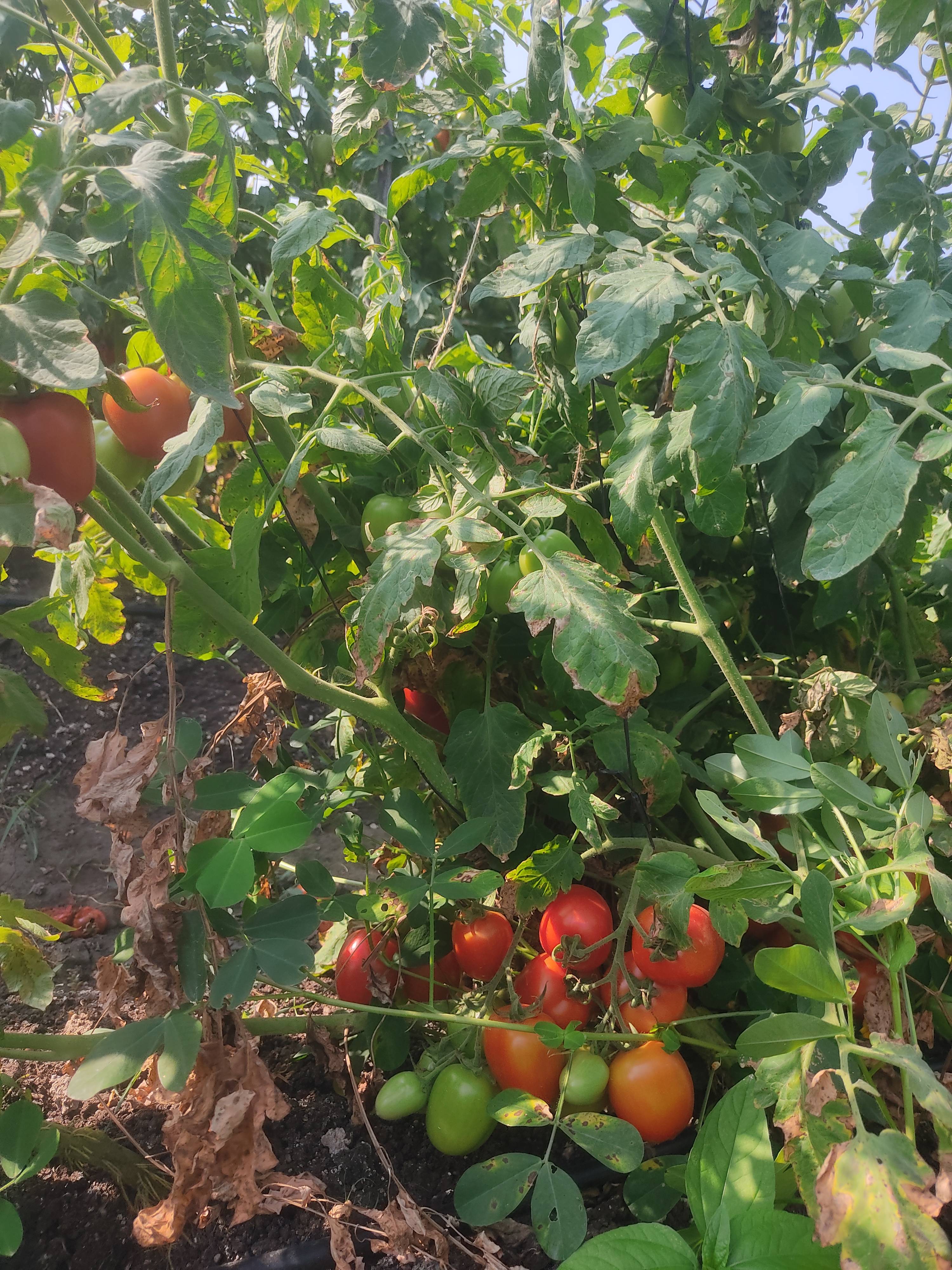 Atharva Tomato for sale in Nashik, Maharashtra