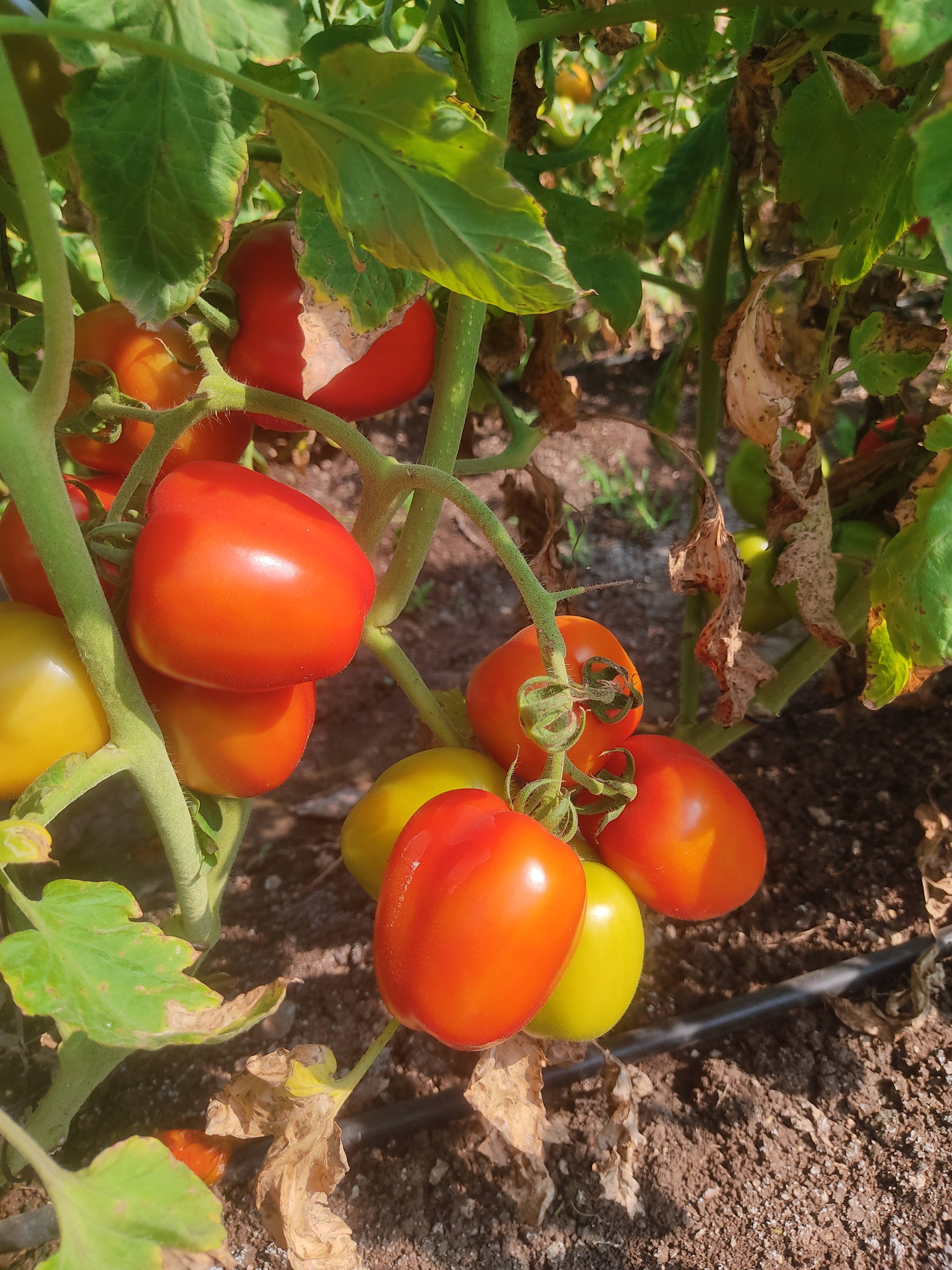 Atharva Tomato for sale in Nashik, Maharashtra