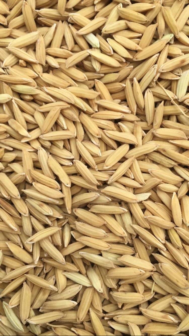 Paddy Paddy 1010