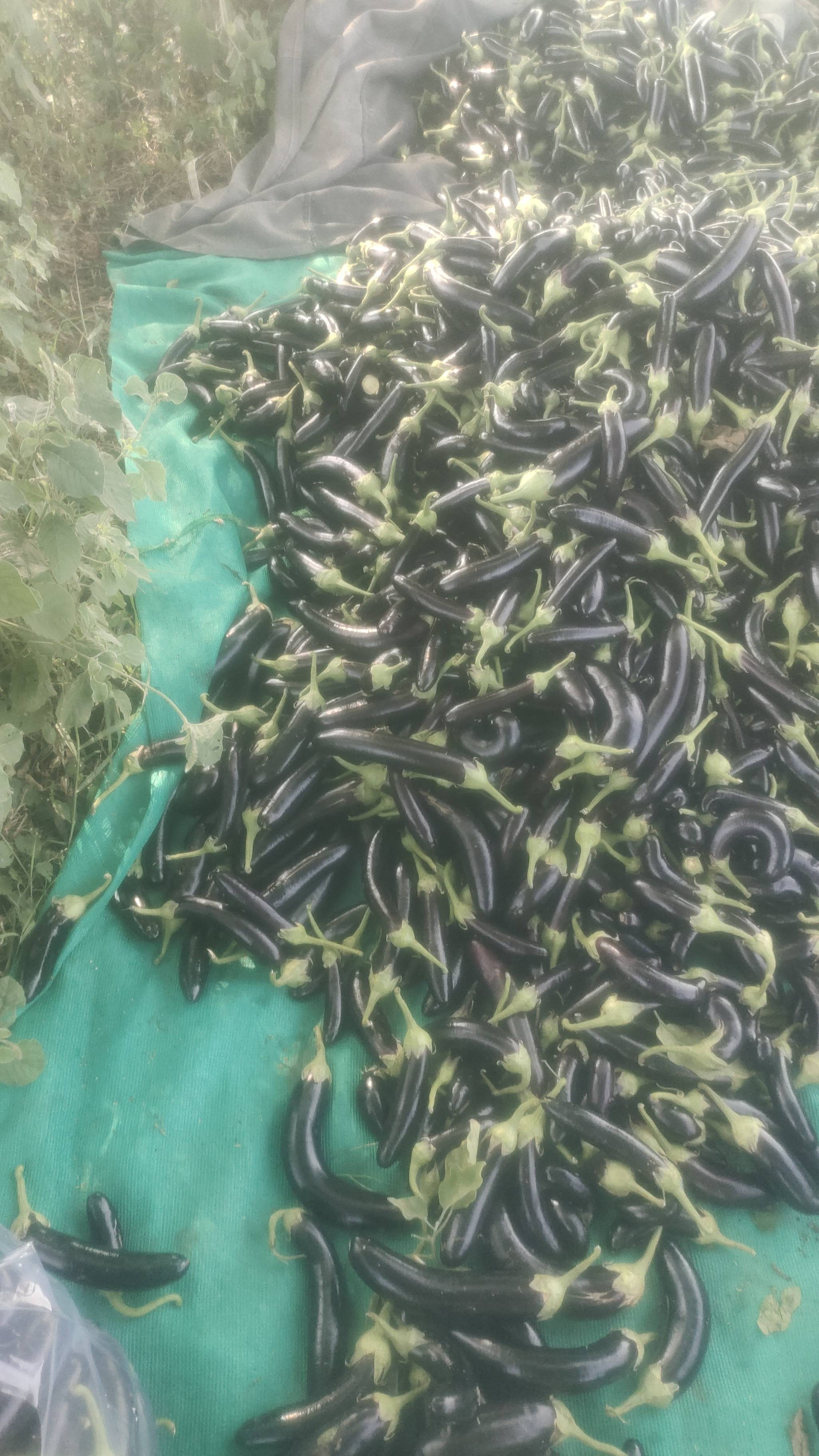 Long Brinjal बिक्री के लिए, खेड़ा, गुजरात