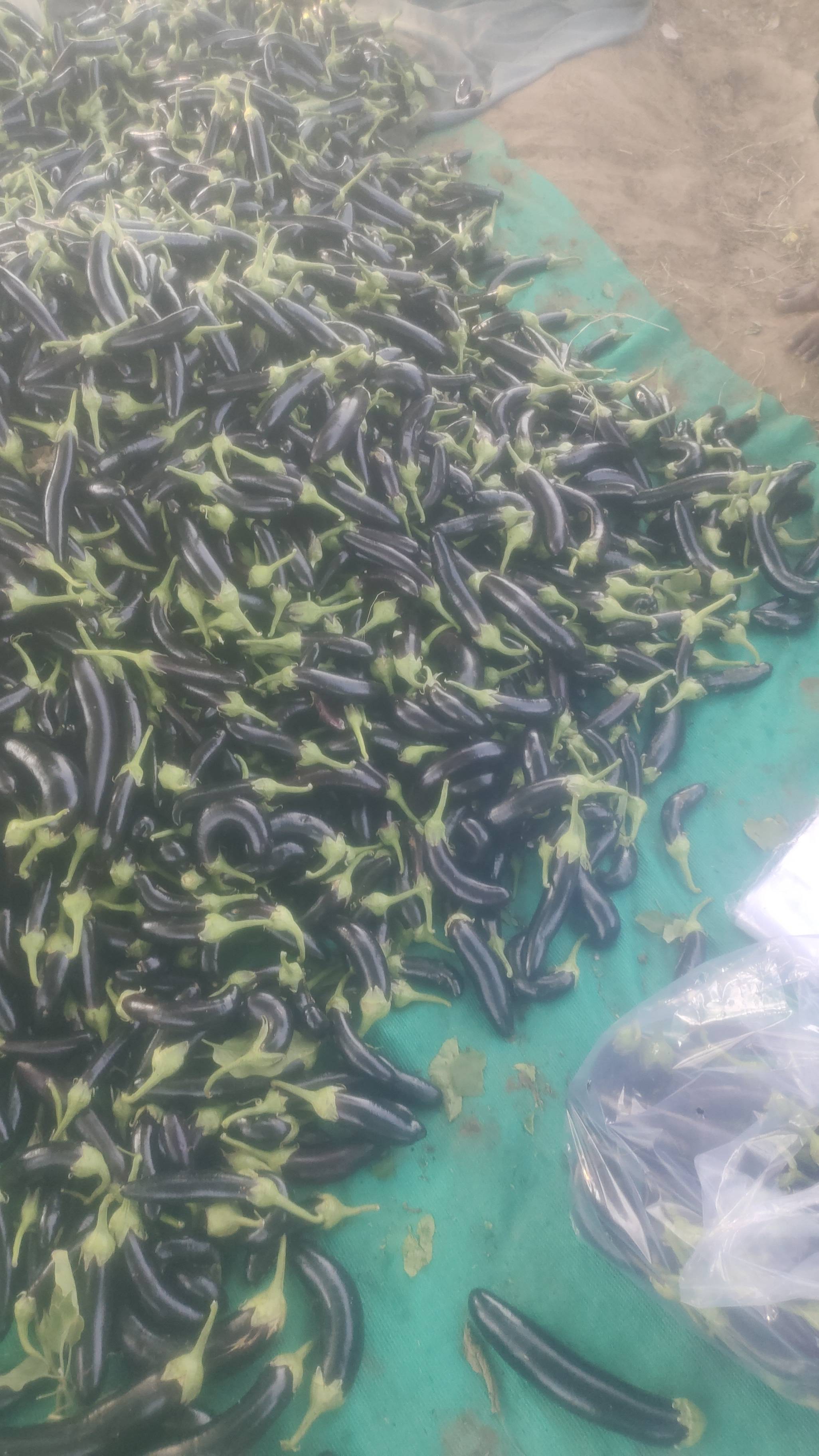 Long Brinjal बिक्री के लिए, खेड़ा, गुजरात