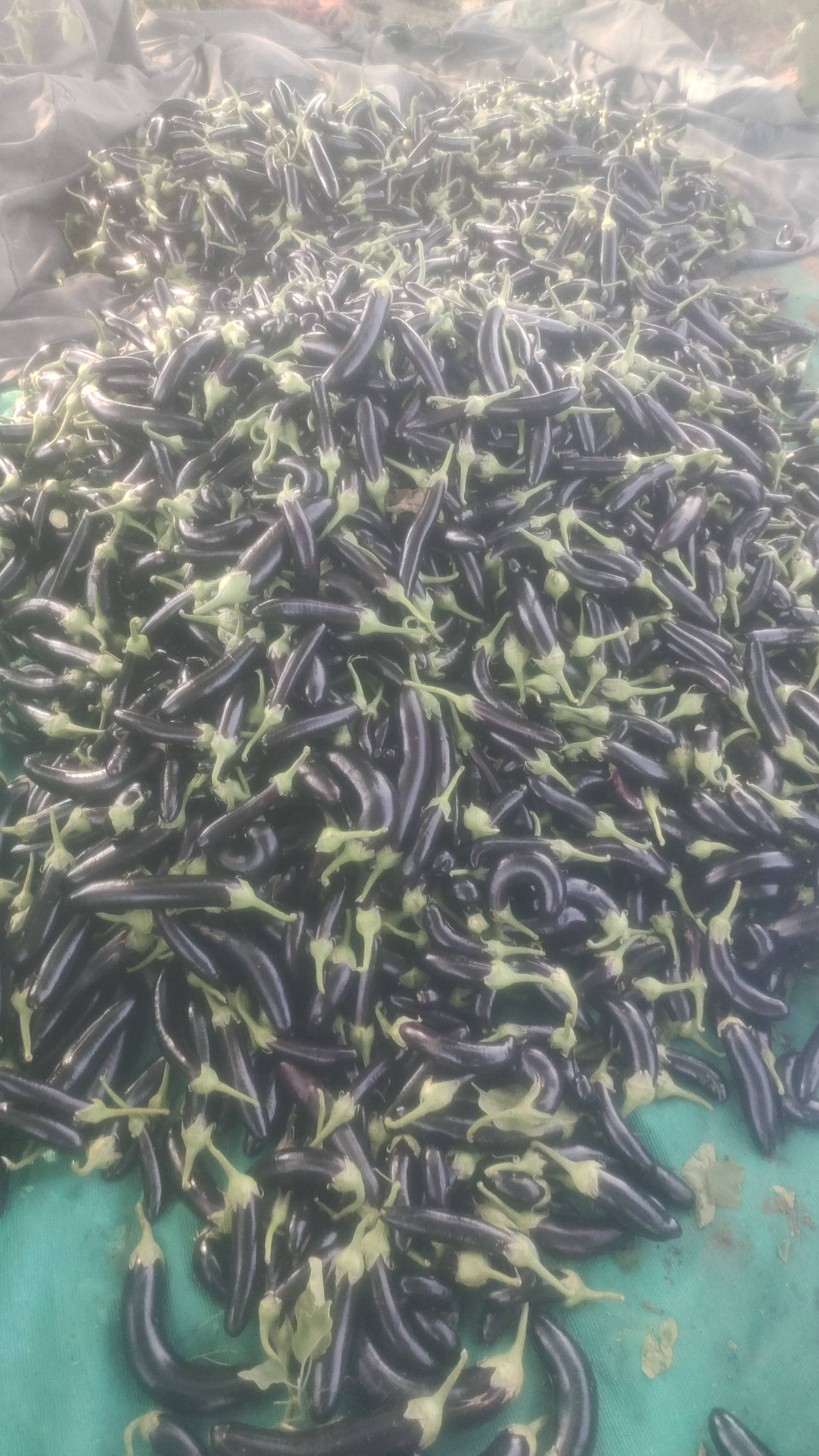 Brinjal (Eggplant) Long Brinjal