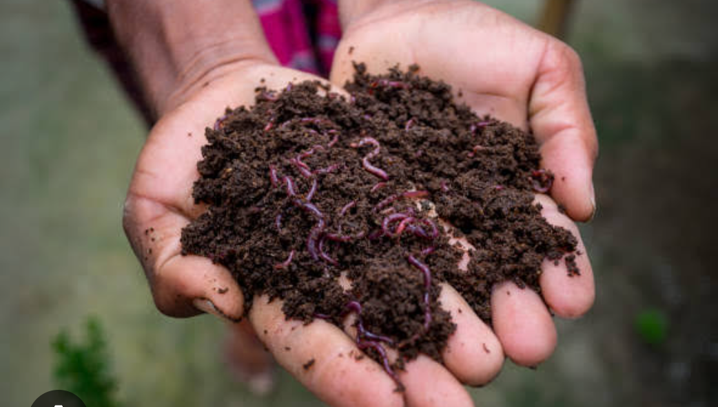 Compost Vermicompost