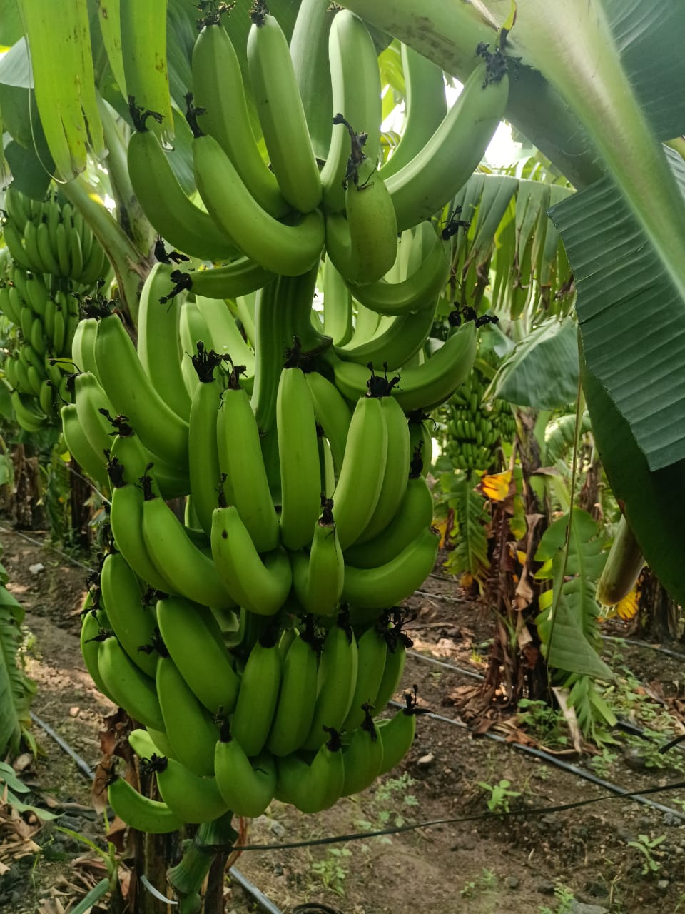 Banana Grand Naine (G9) Banana