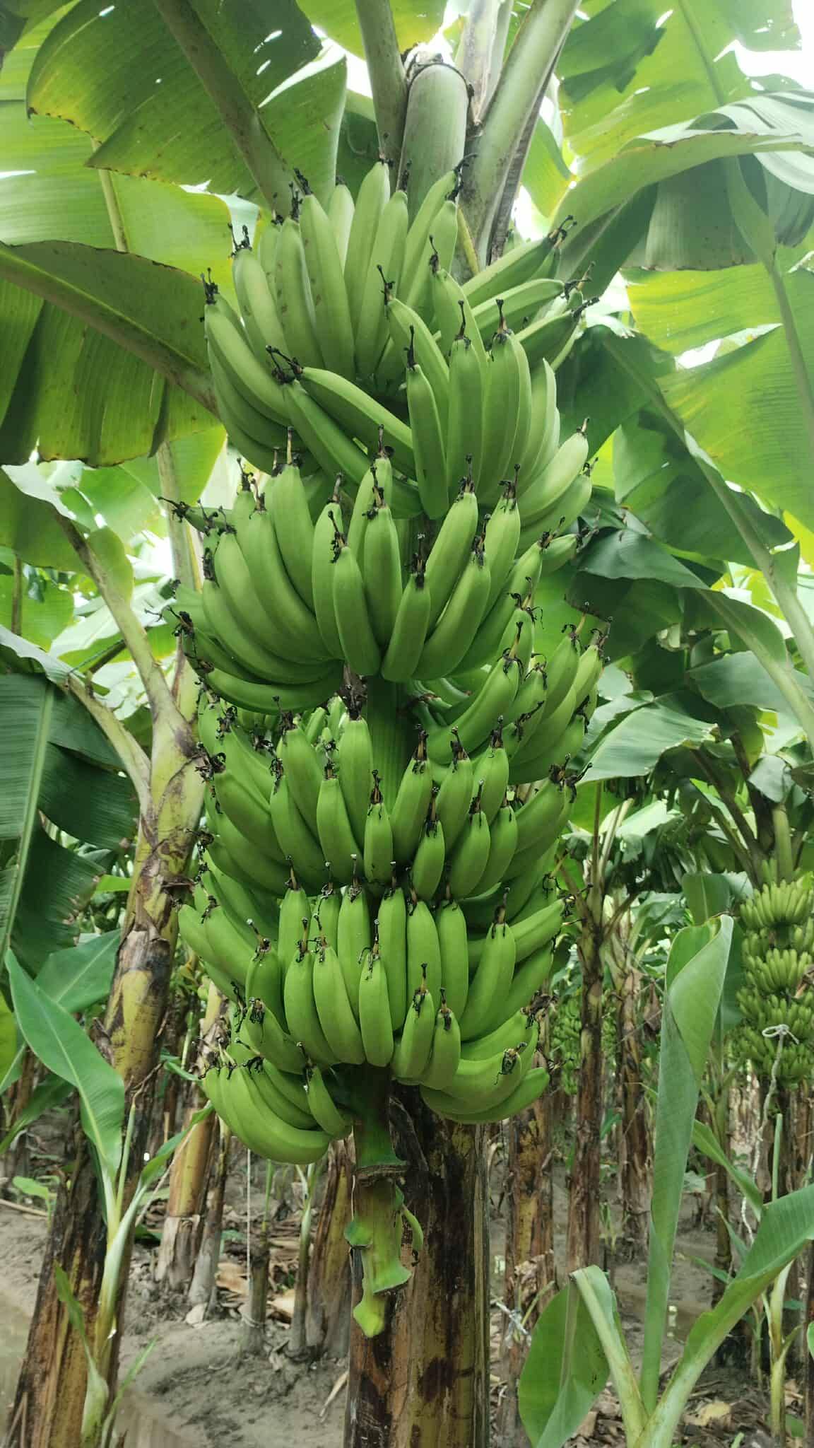 केला Grand Naine (G9) Banana