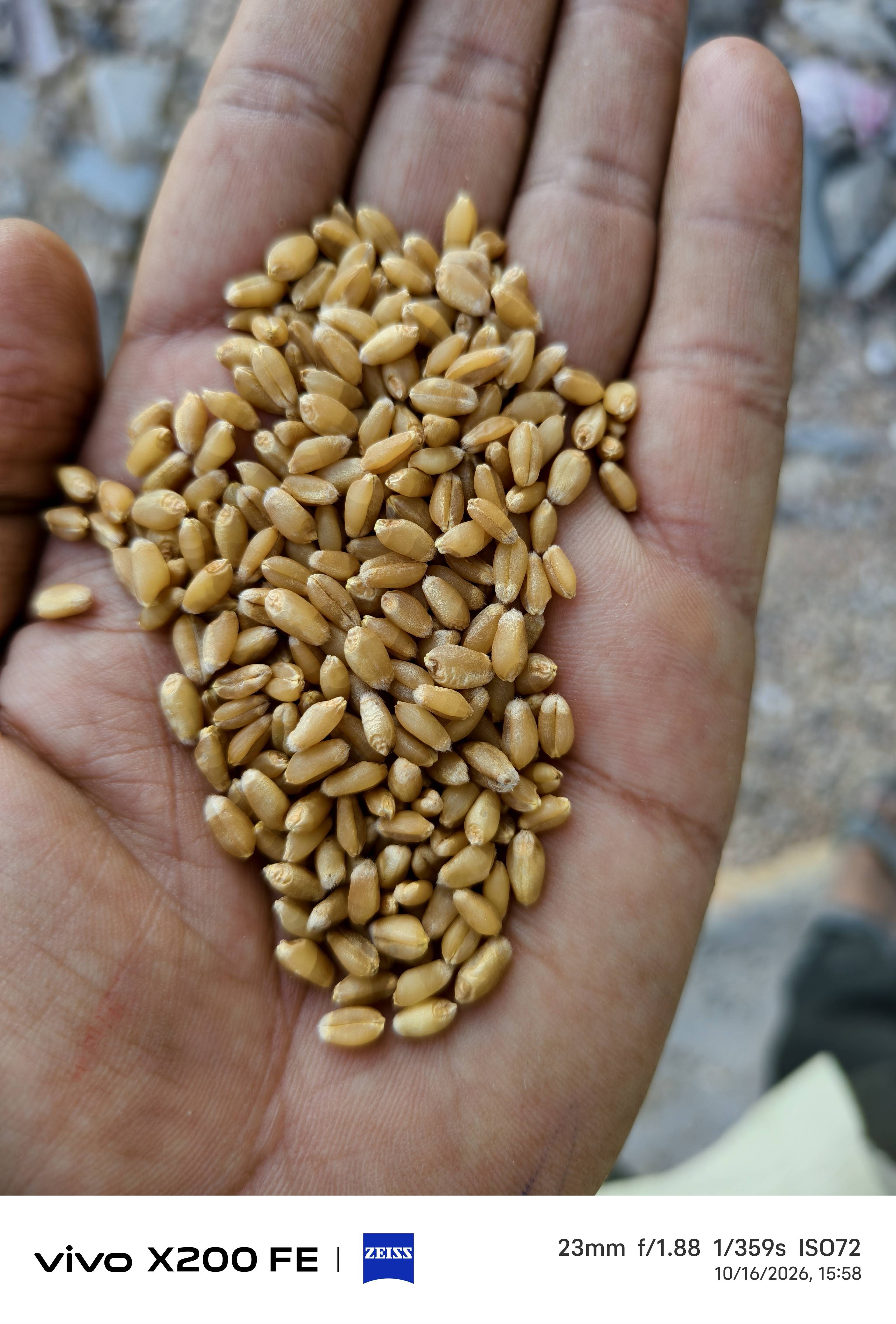गेहूं Bread Wheat