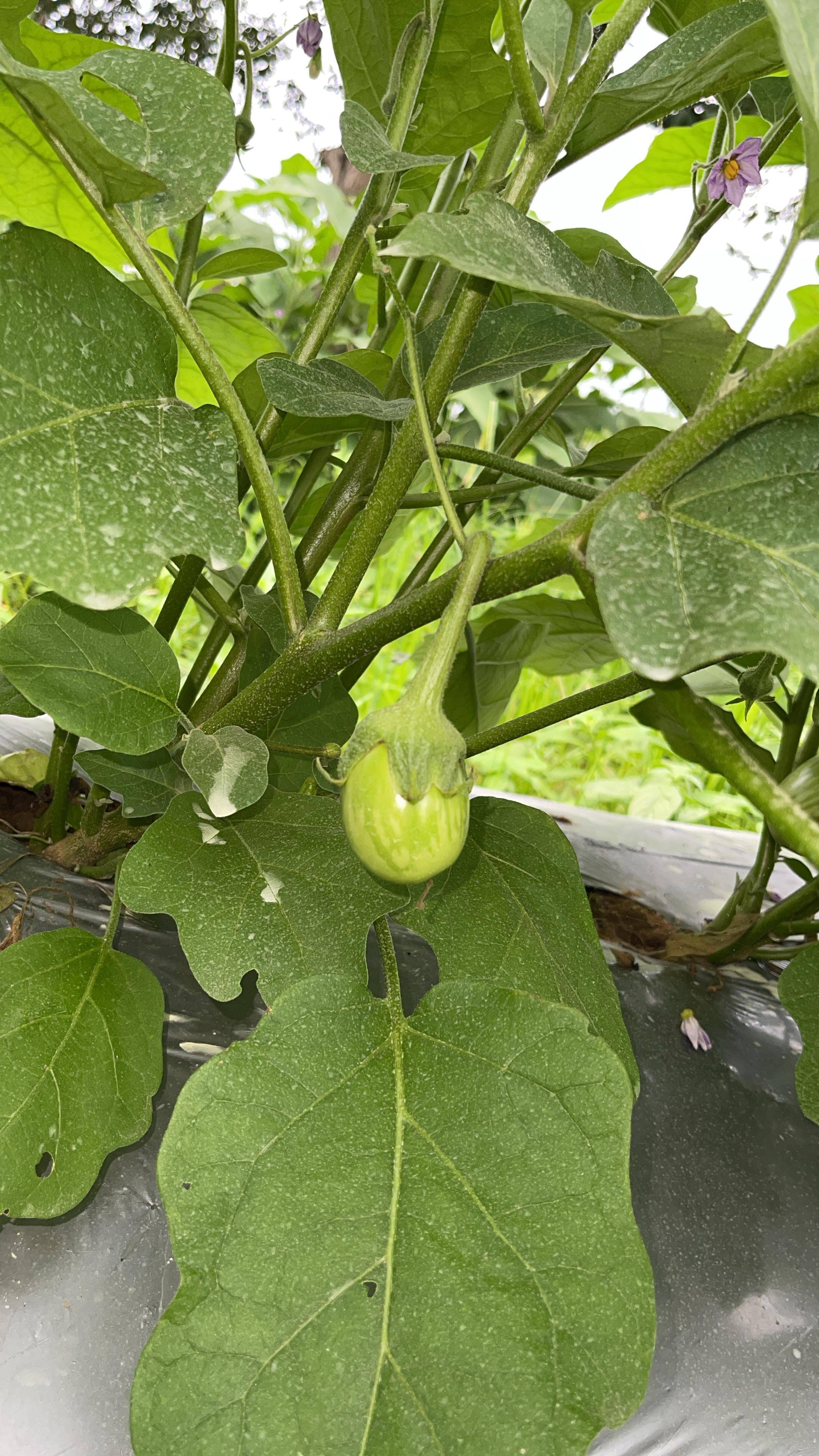 बैंगन Striped Brinjal