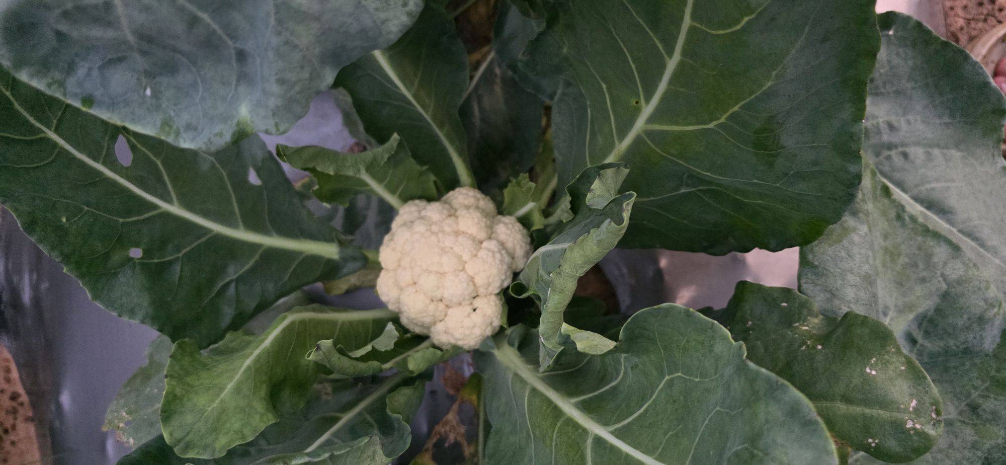 फूलगोभी Early Cauliflower