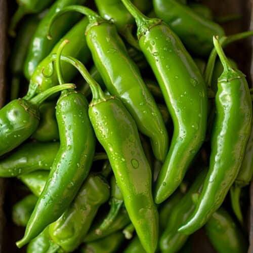मिर्च Green Chilli