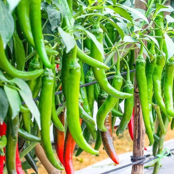 Green Chilli for sale in Nagpur, Maharashtra