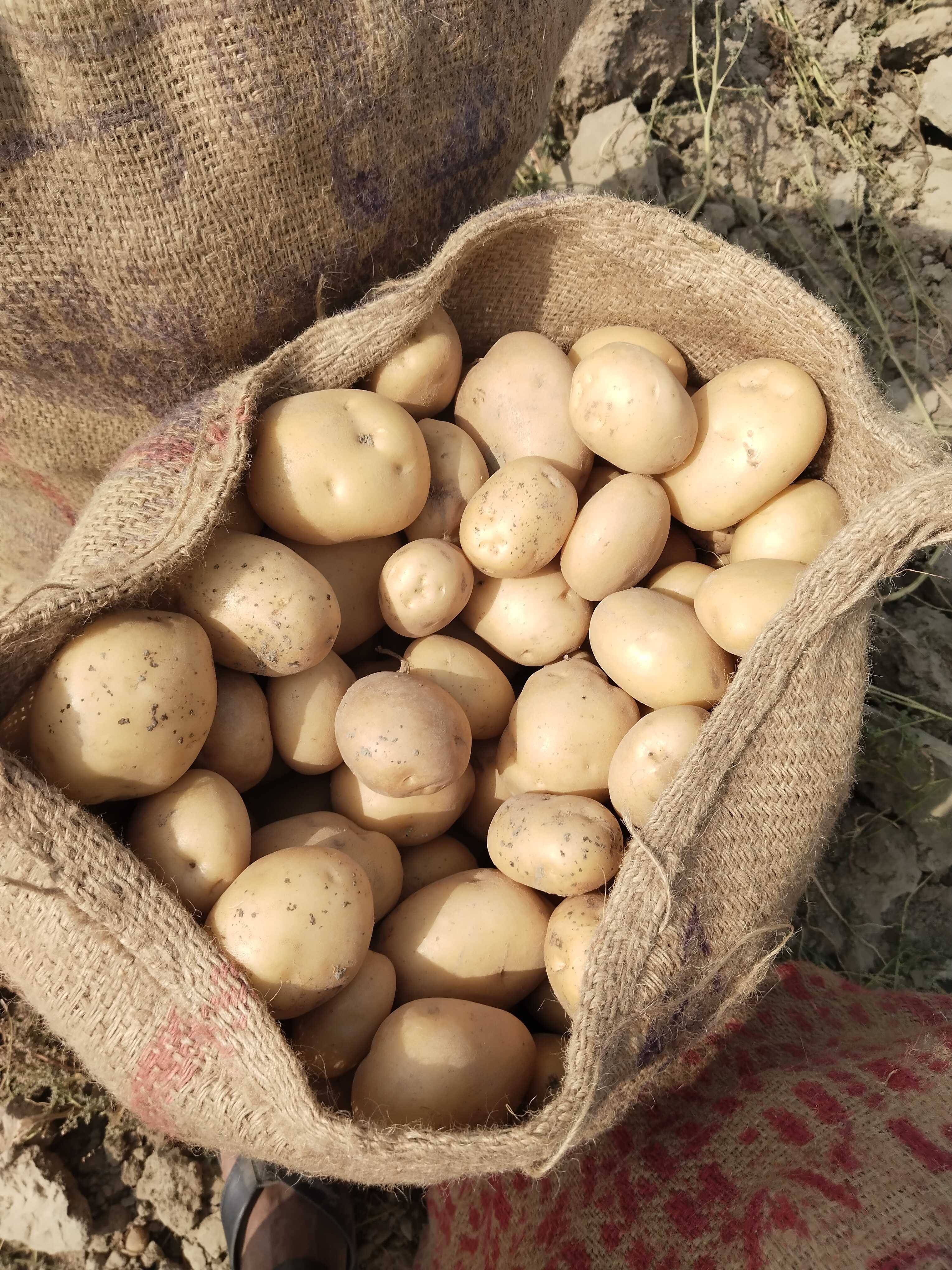 Kufri Pukhraj विक्रीसाठी, फिरोजाबाद, उत्तर प्रदेश