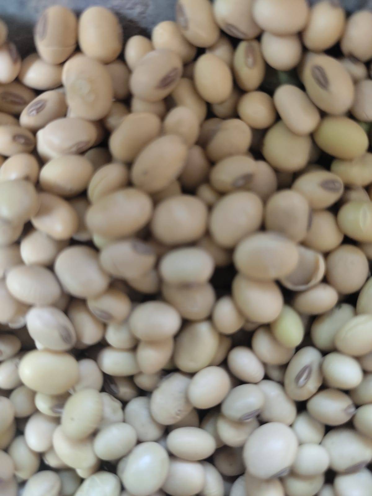 सोयाबीन Brown Soyabean