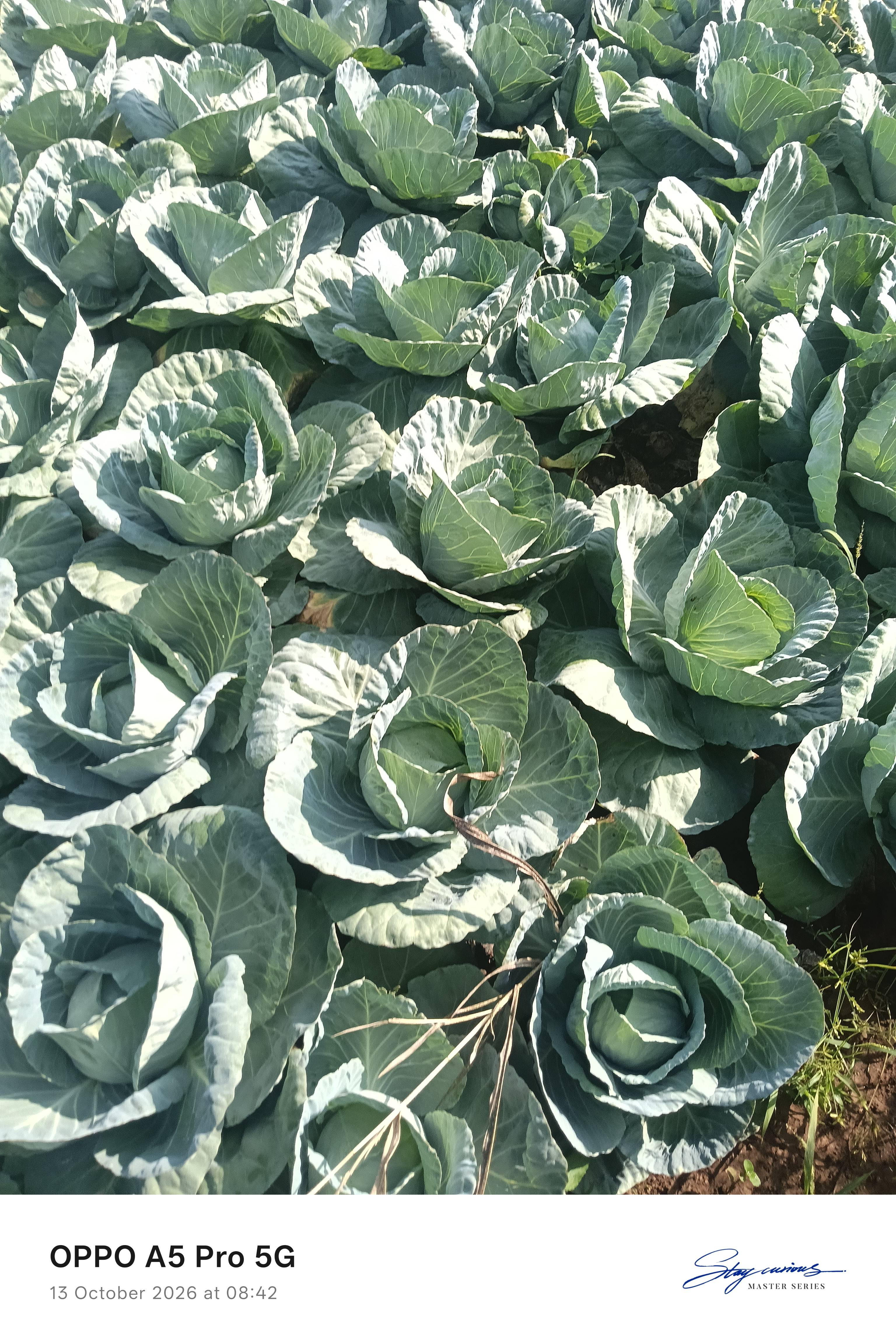 कोबी Green Cabbage