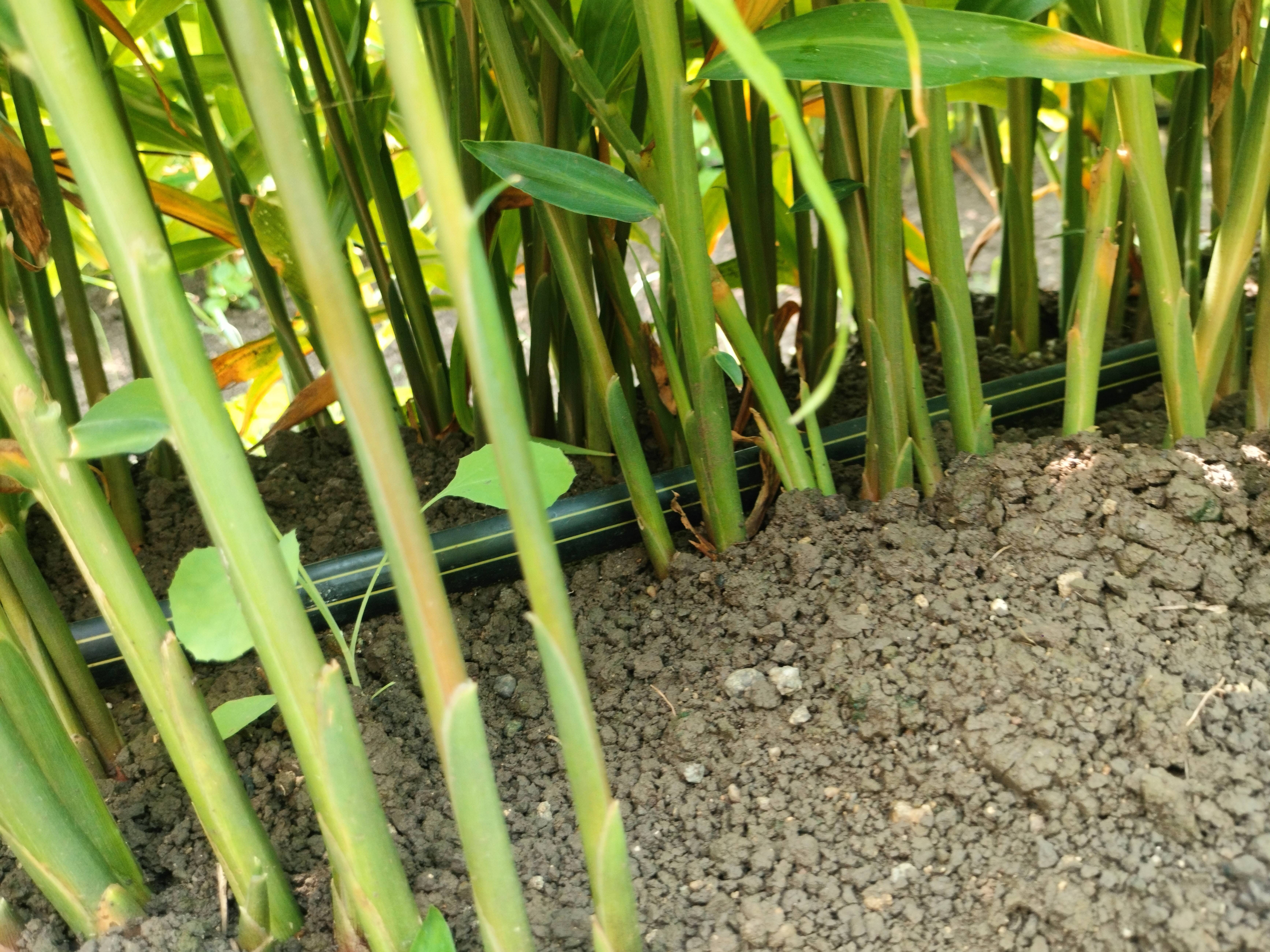 Cochin Ginger विक्रीसाठी, नांदेड, महाराष्ट्र