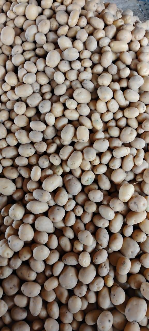 Kufri Pukhraj for sale in Gautam Buddha Nagar, Uttar Pradesh